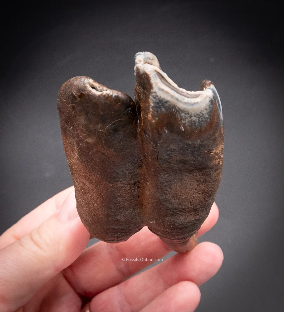 Great Woolly Rhino Tooth w/ Roots - Image 5