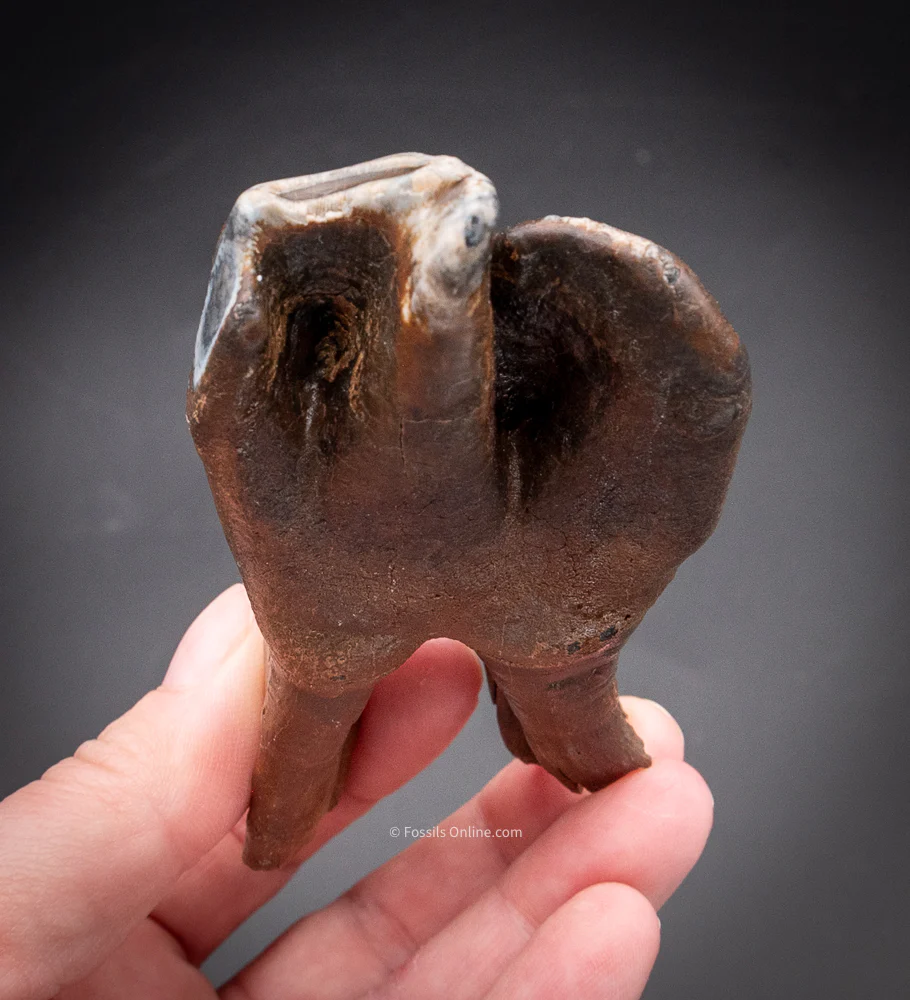 Great Woolly Rhino Tooth w/ Roots - Image 6