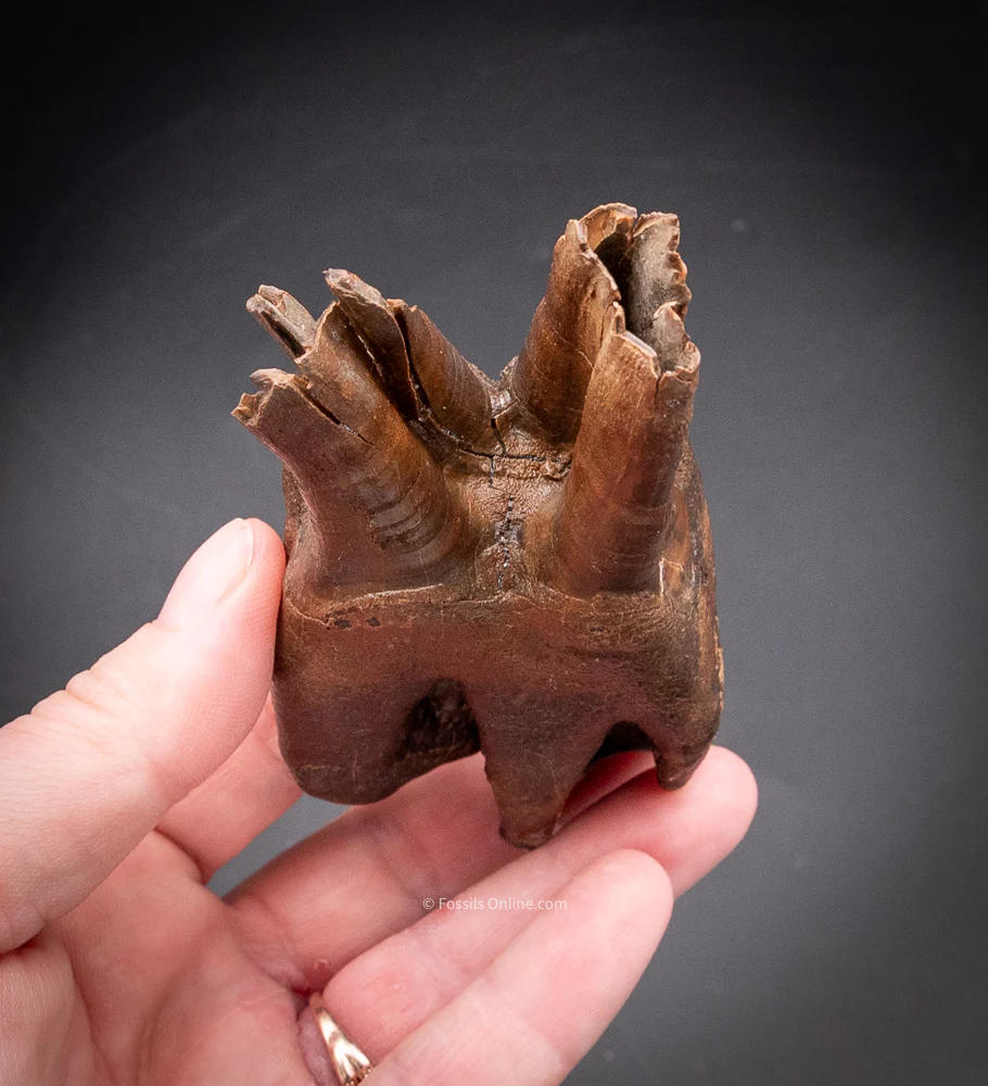 Great Woolly Rhino Tooth w/ Roots - Image 7