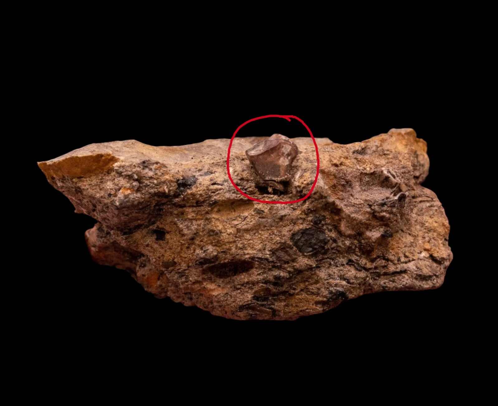 Hadrosaur Tooth in Matrix Aguja Formation - Image 3