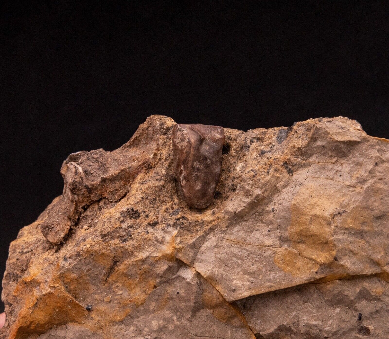 Hadrosaur Tooth in Matrix Aguja Formation - Image 4