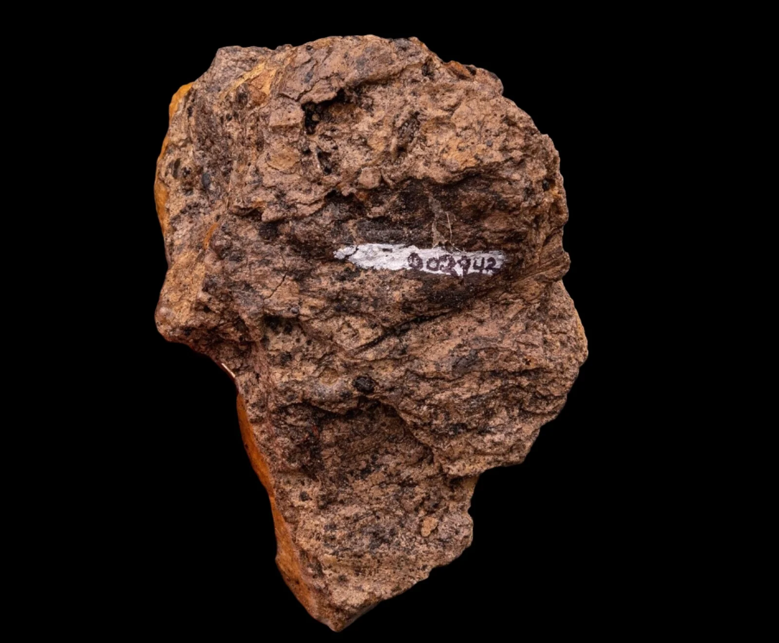 Hadrosaur Tooth in Matrix Aguja Formation - Image 5