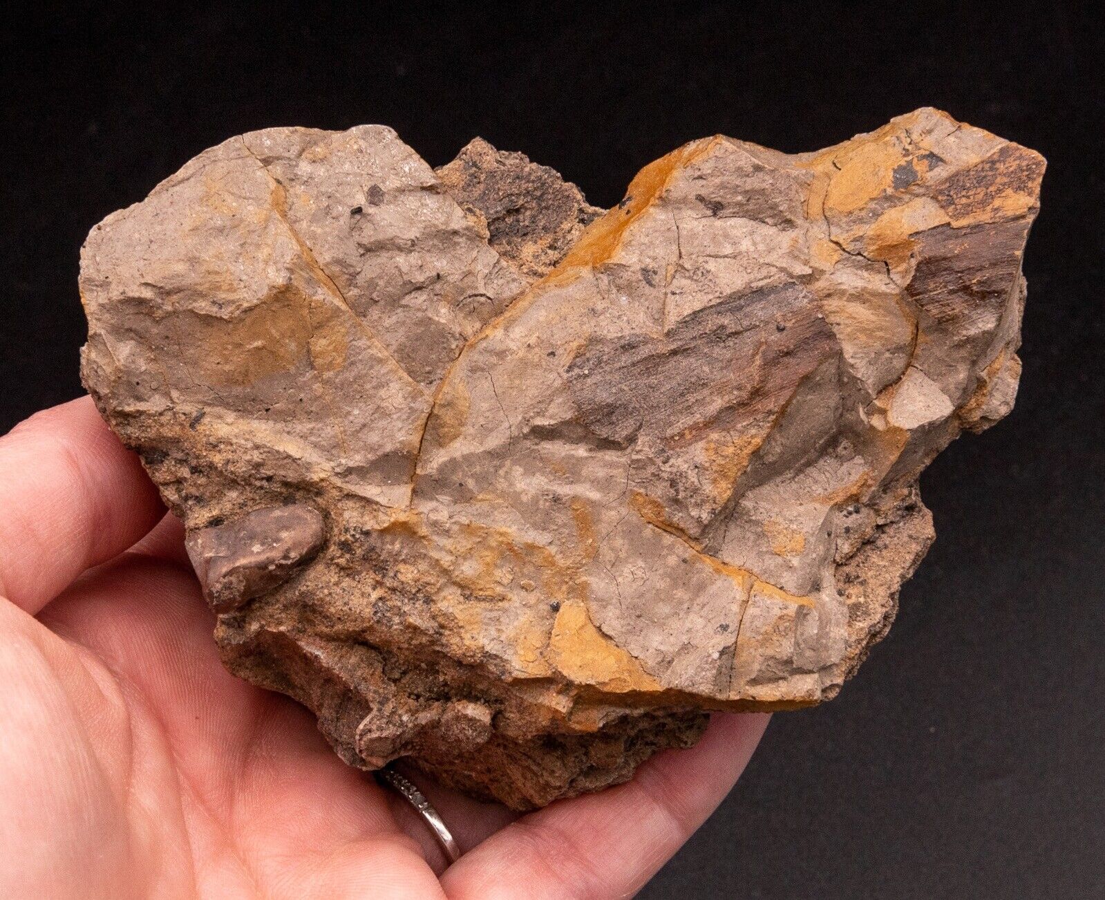 Hadrosaur Tooth in Matrix Aguja Formation - Image 6