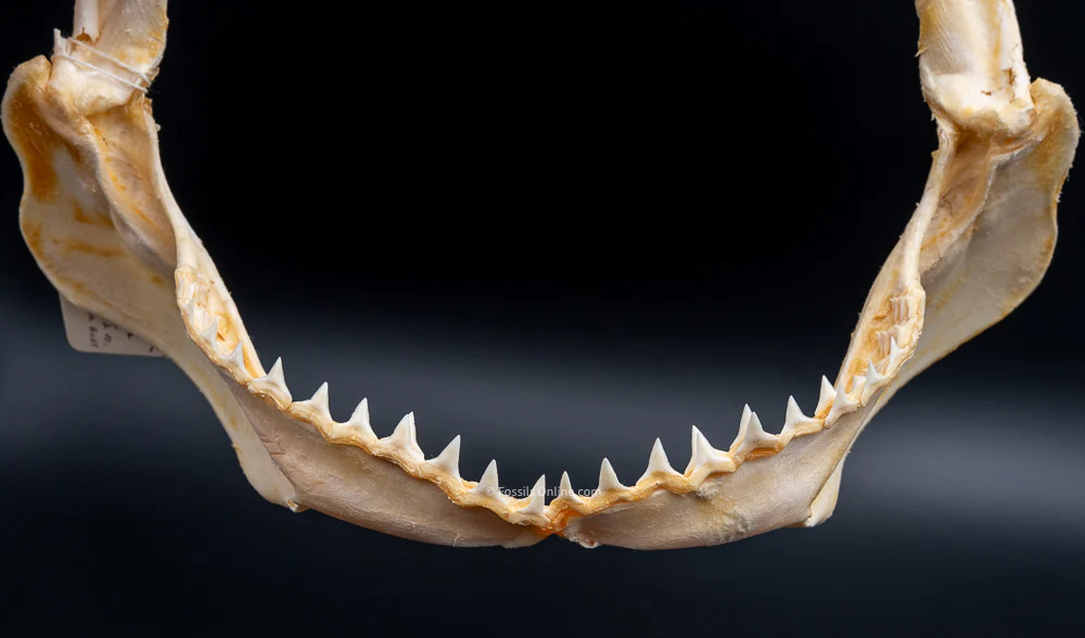 Java Shark Jaw w/DATA - Image 3