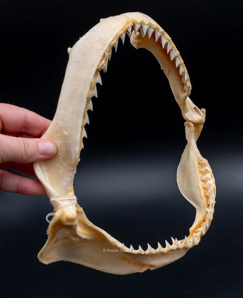 Java Shark Jaw w/DATA - Image 4