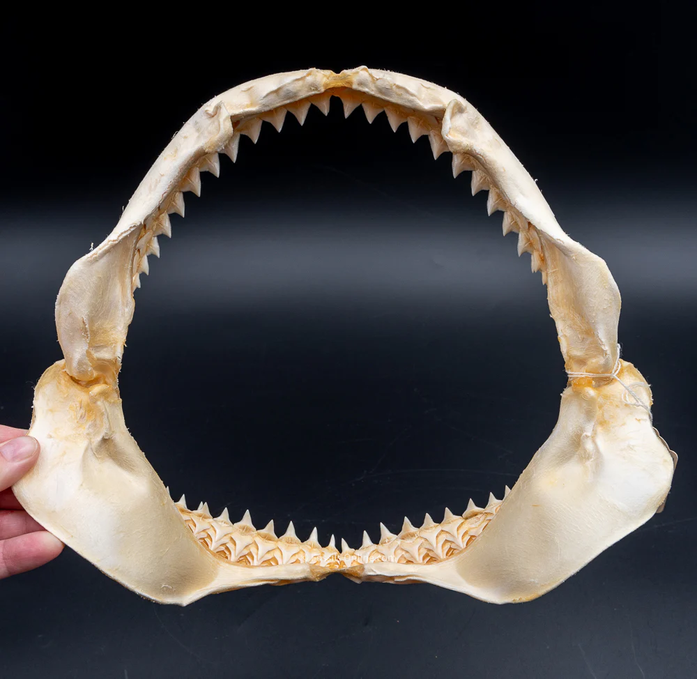 Java Shark Jaw w/DATA - Image 5