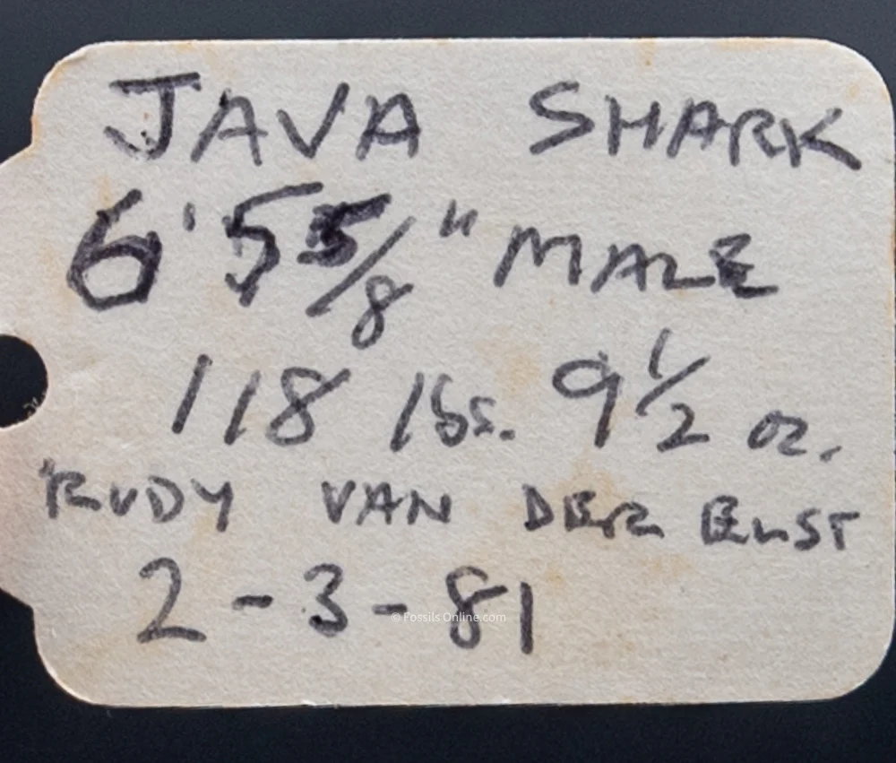 Java Shark Jaw w/DATA - Image 6