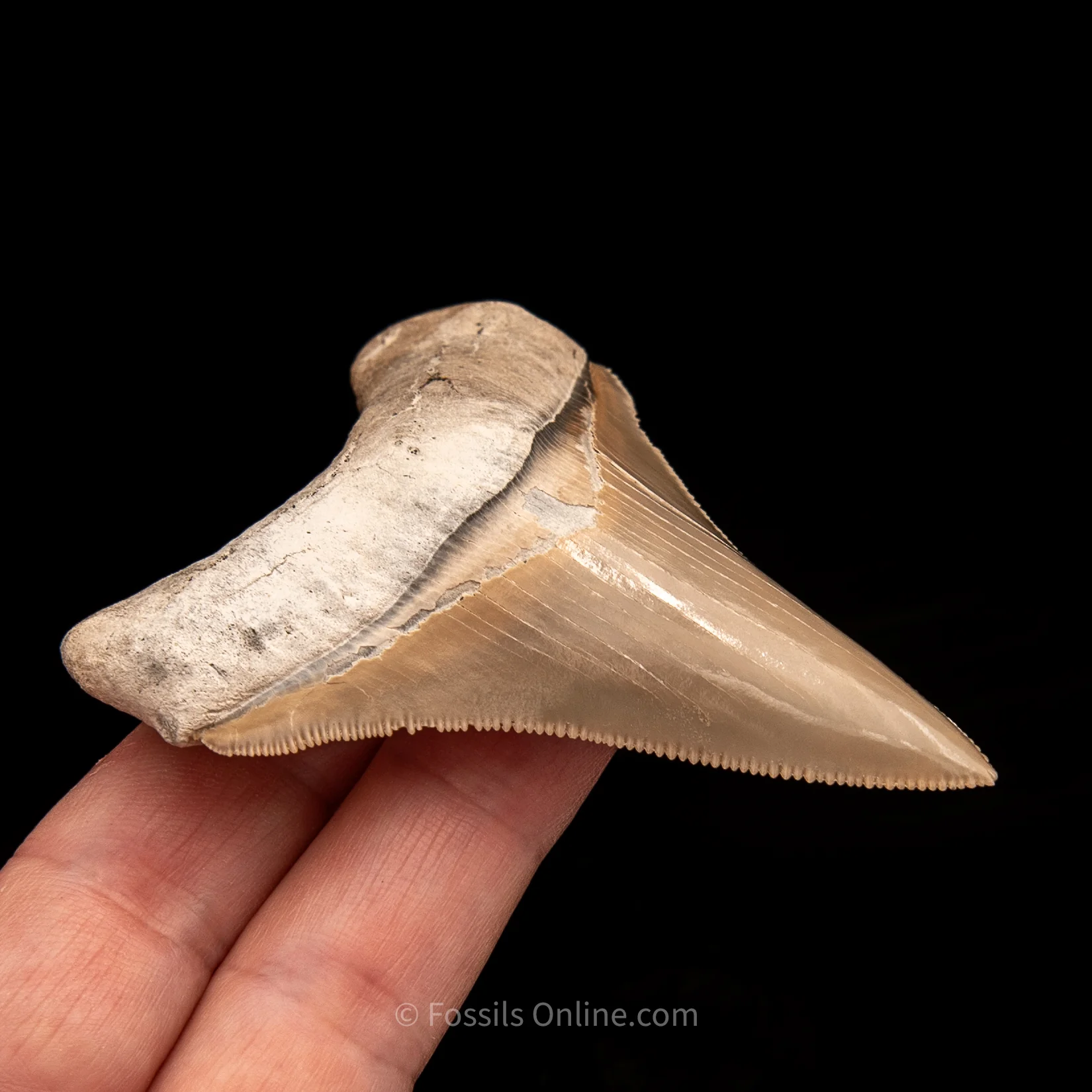 Lee Creek Chubutensis Tooth 3.08" - Image 3