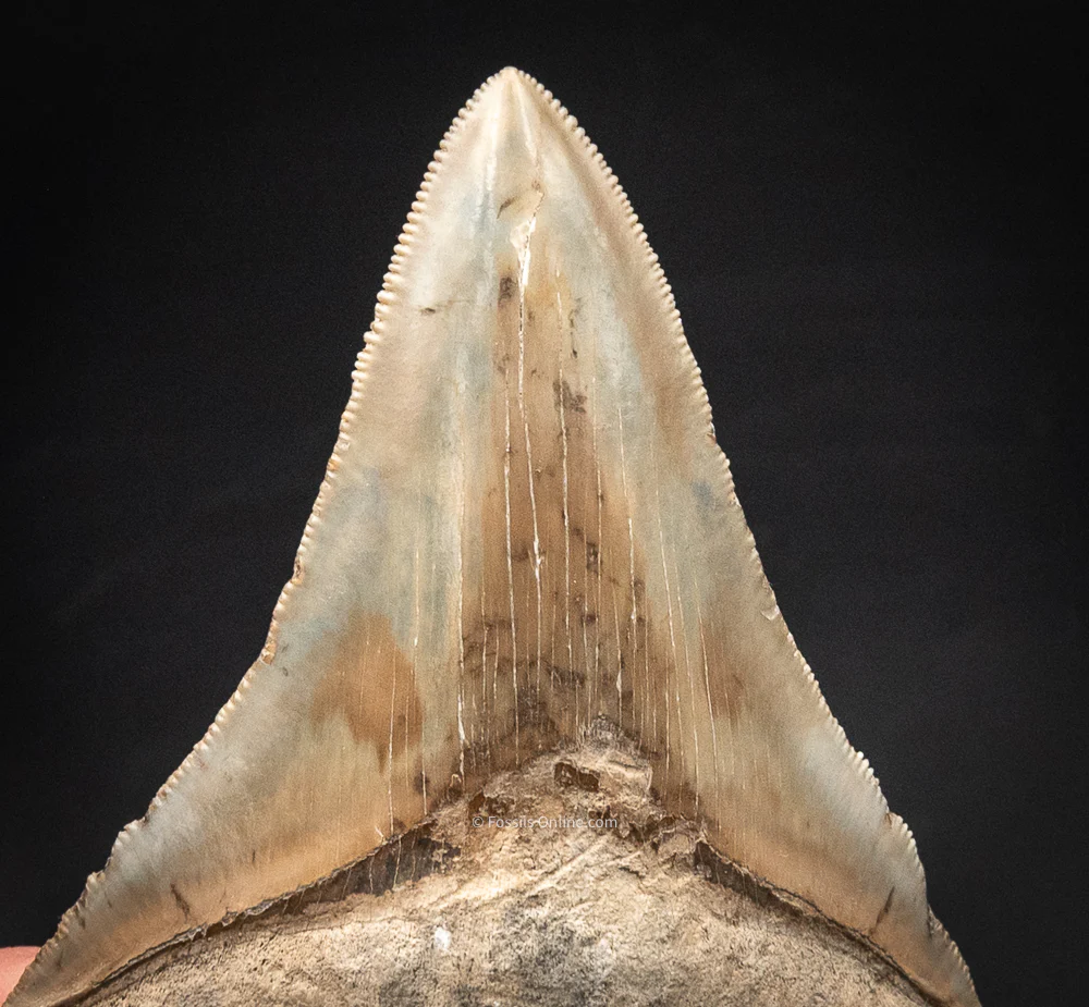 Lee Creek Megalodon 3.91" - Image 3