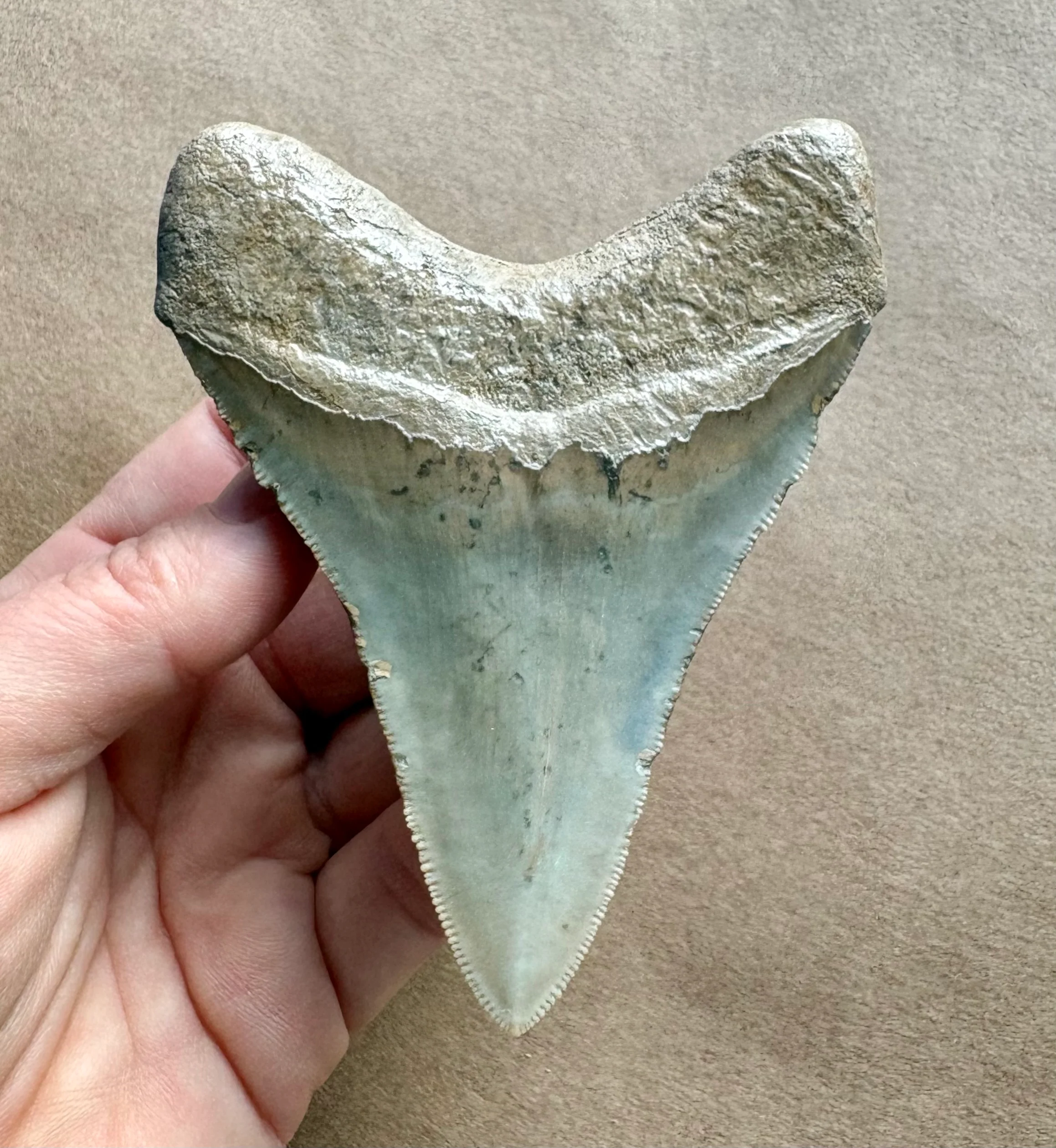 Lee Creek Megalodon 3.91" - Image 4