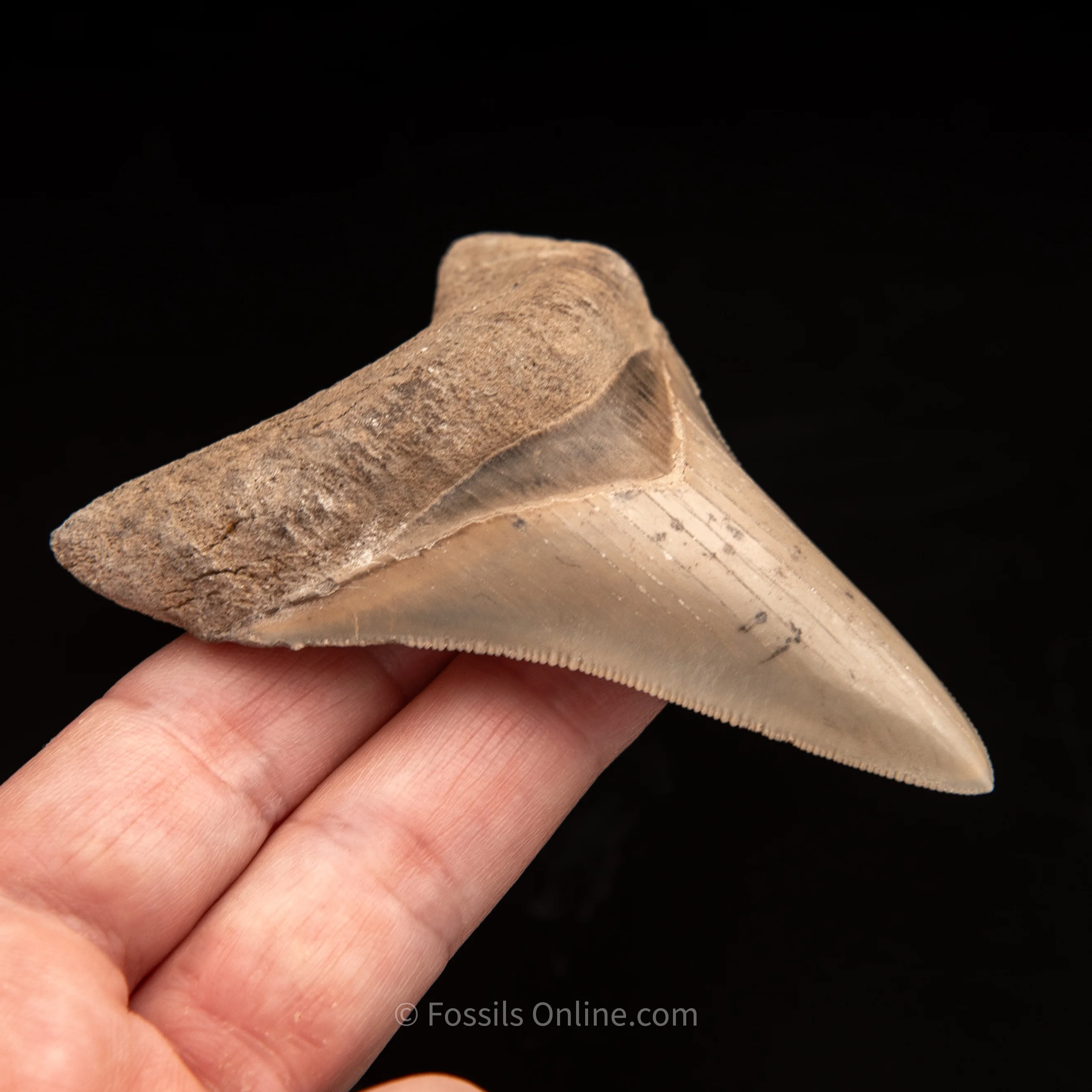 Lee Creek Megalodon Tooth 3.21" - Image 3