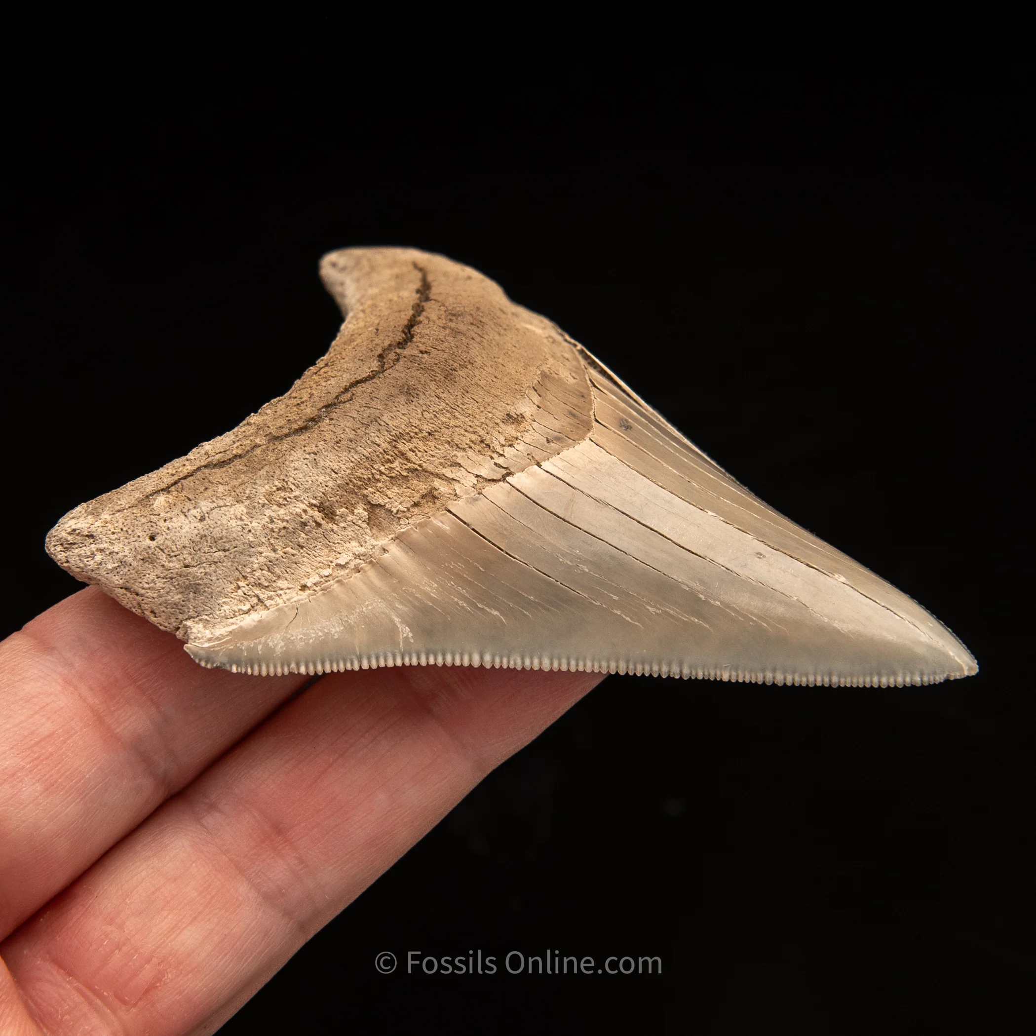 Lee Creek Megalodon Tooth 3.37" - Image 3