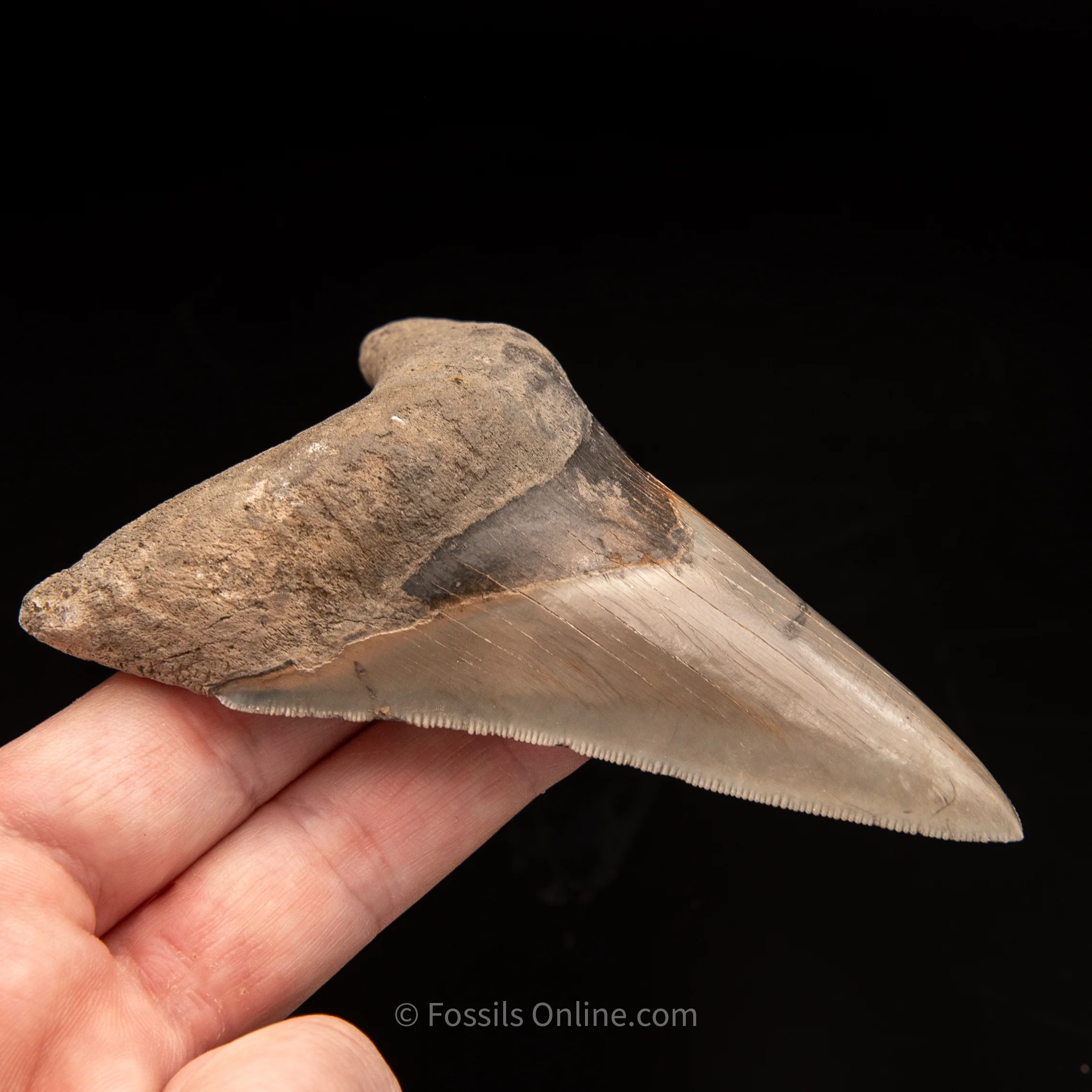 Lee Creek Megalodon Tooth 3.95" - Image 3