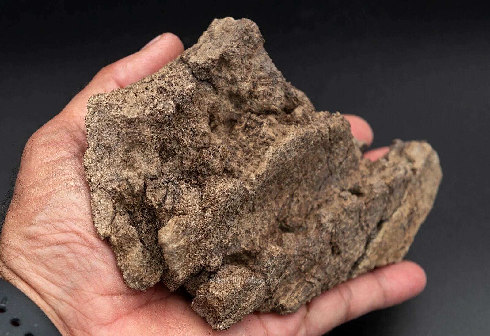 LG Fossil Triceratops Jaw  Hell Creek MT - Image 3