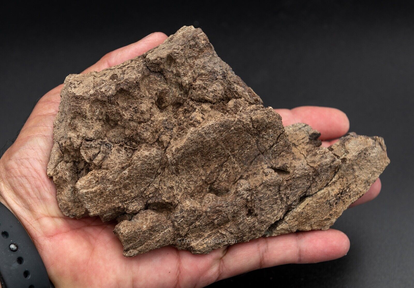 LG Fossil Triceratops Jaw  Hell Creek MT - Image 4