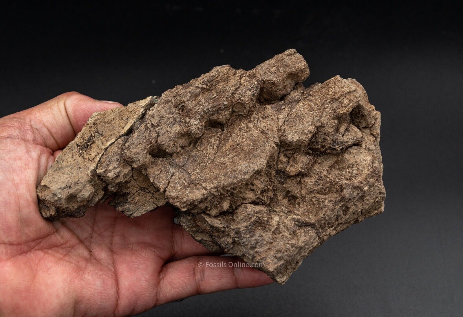 LG Fossil Triceratops Jaw  Hell Creek MT - Image 5