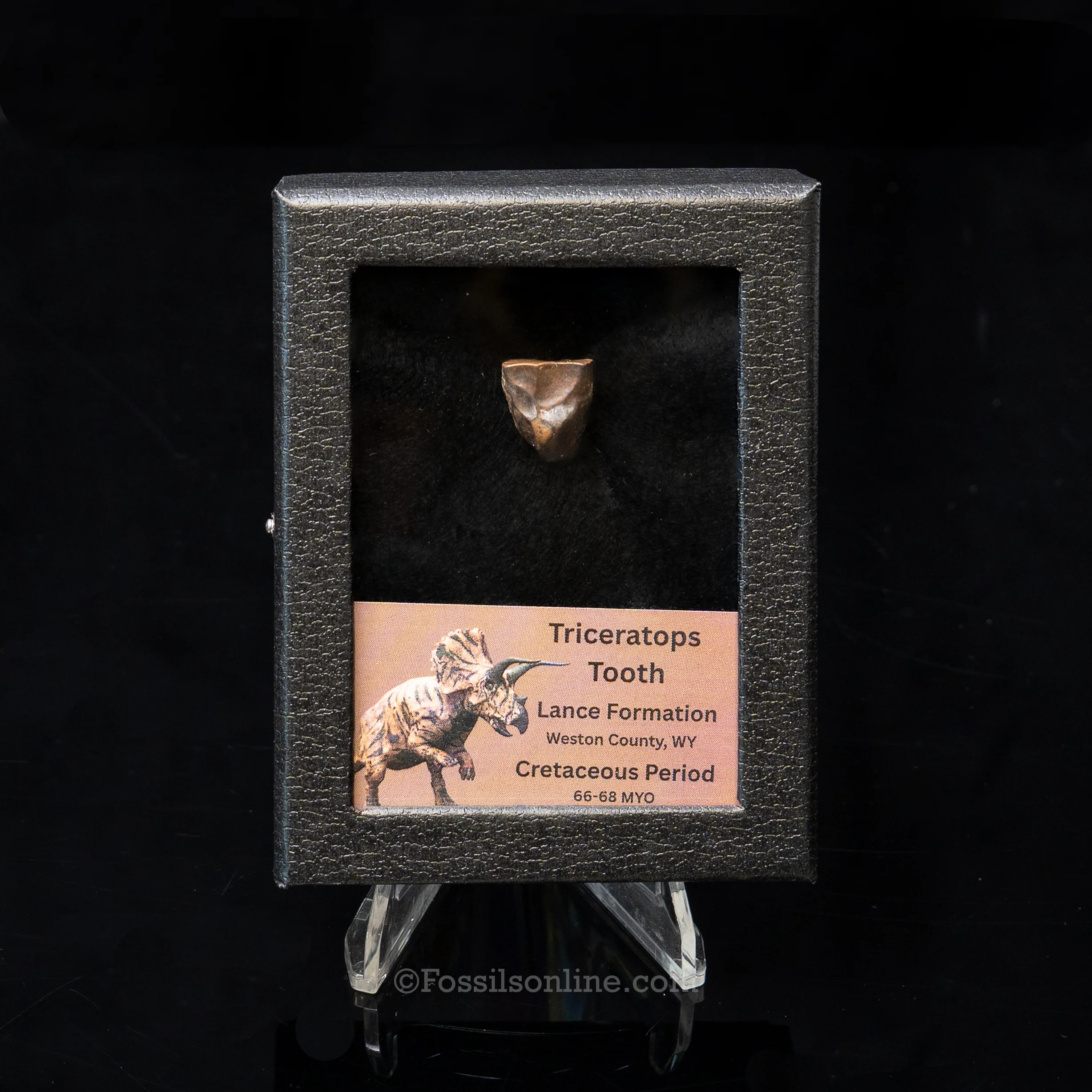 LG Triceratops Tooth in Case Lance FM - Image 10