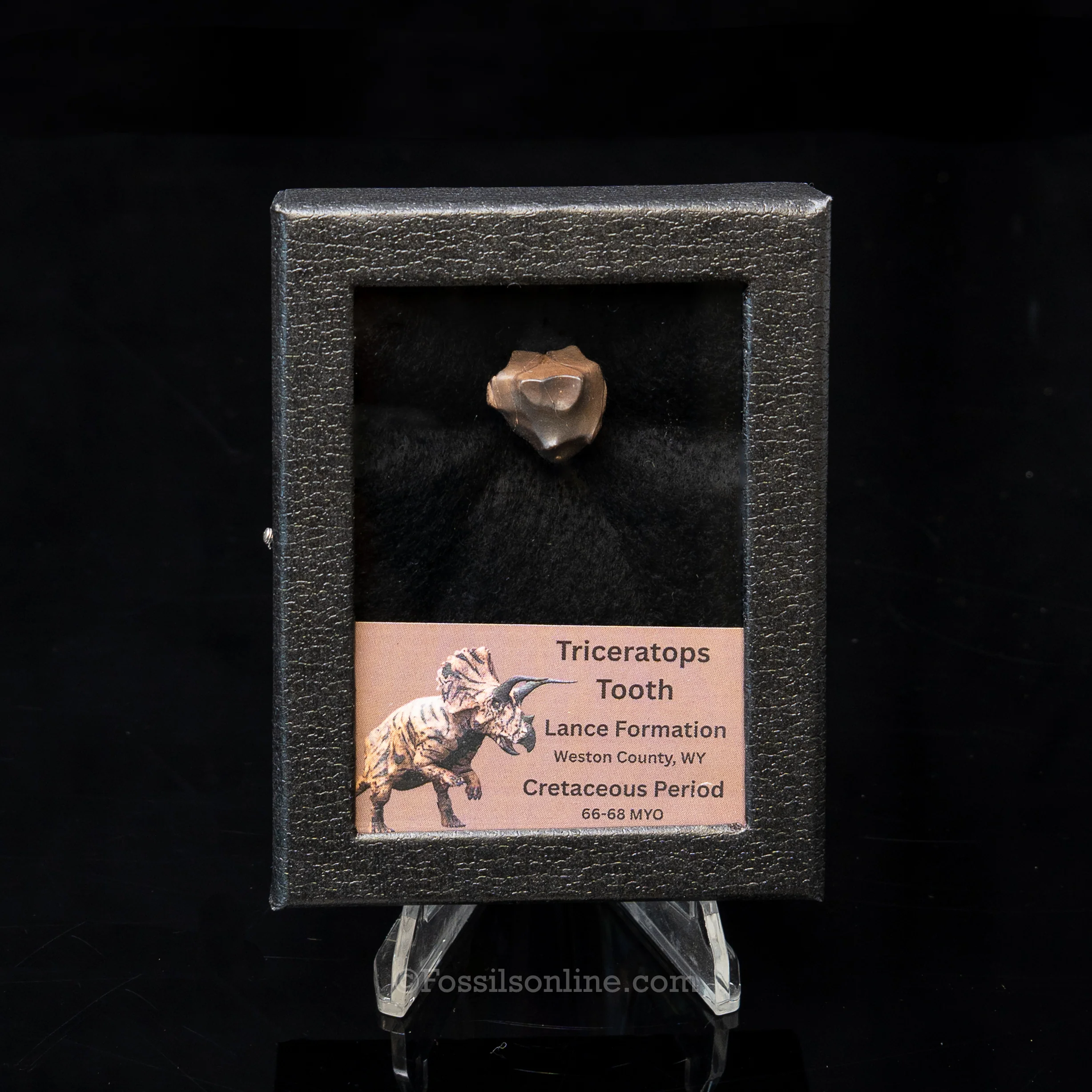LG Triceratops Tooth in Case Lance FM - Image 3