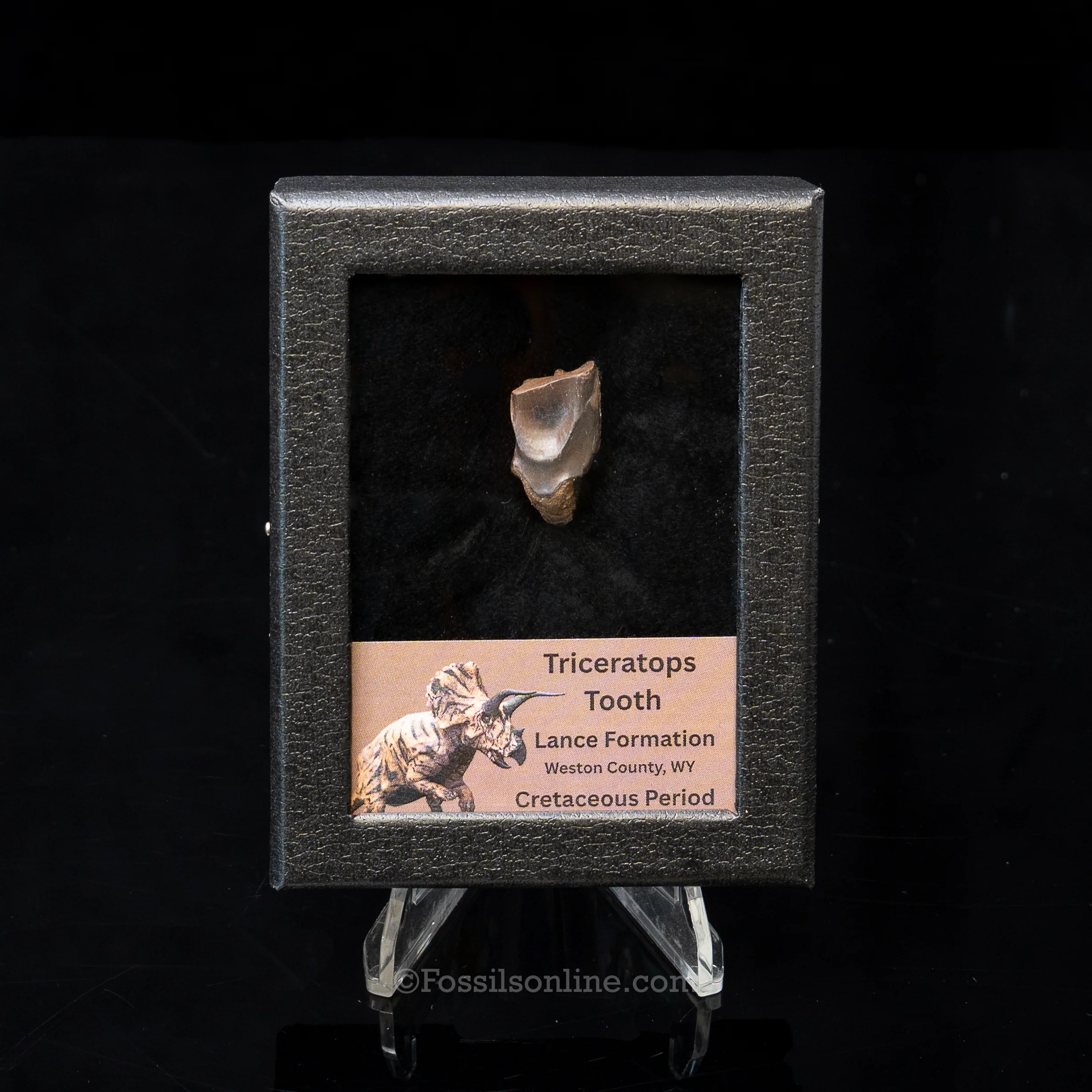 LG Triceratops Tooth in Case Lance FM - Image 4