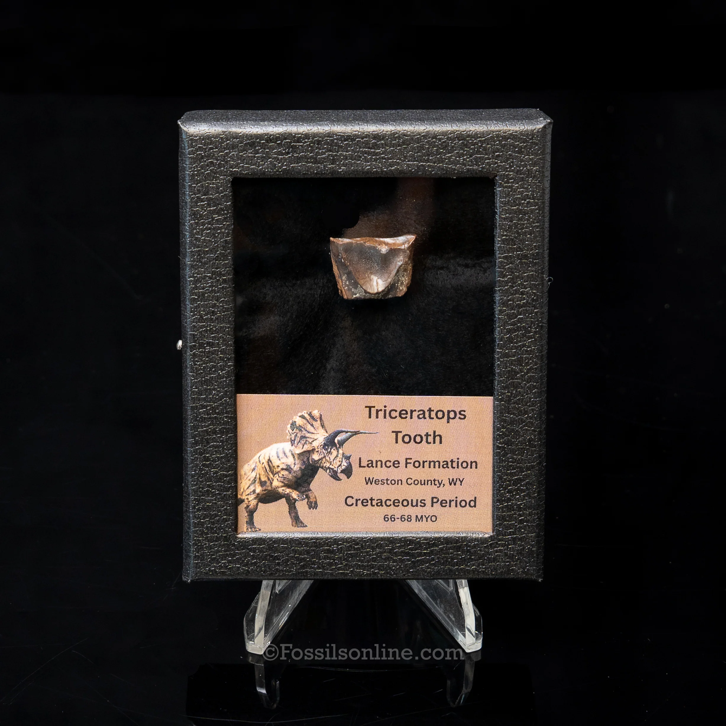 LG Triceratops Tooth in Case Lance FM - Image 5