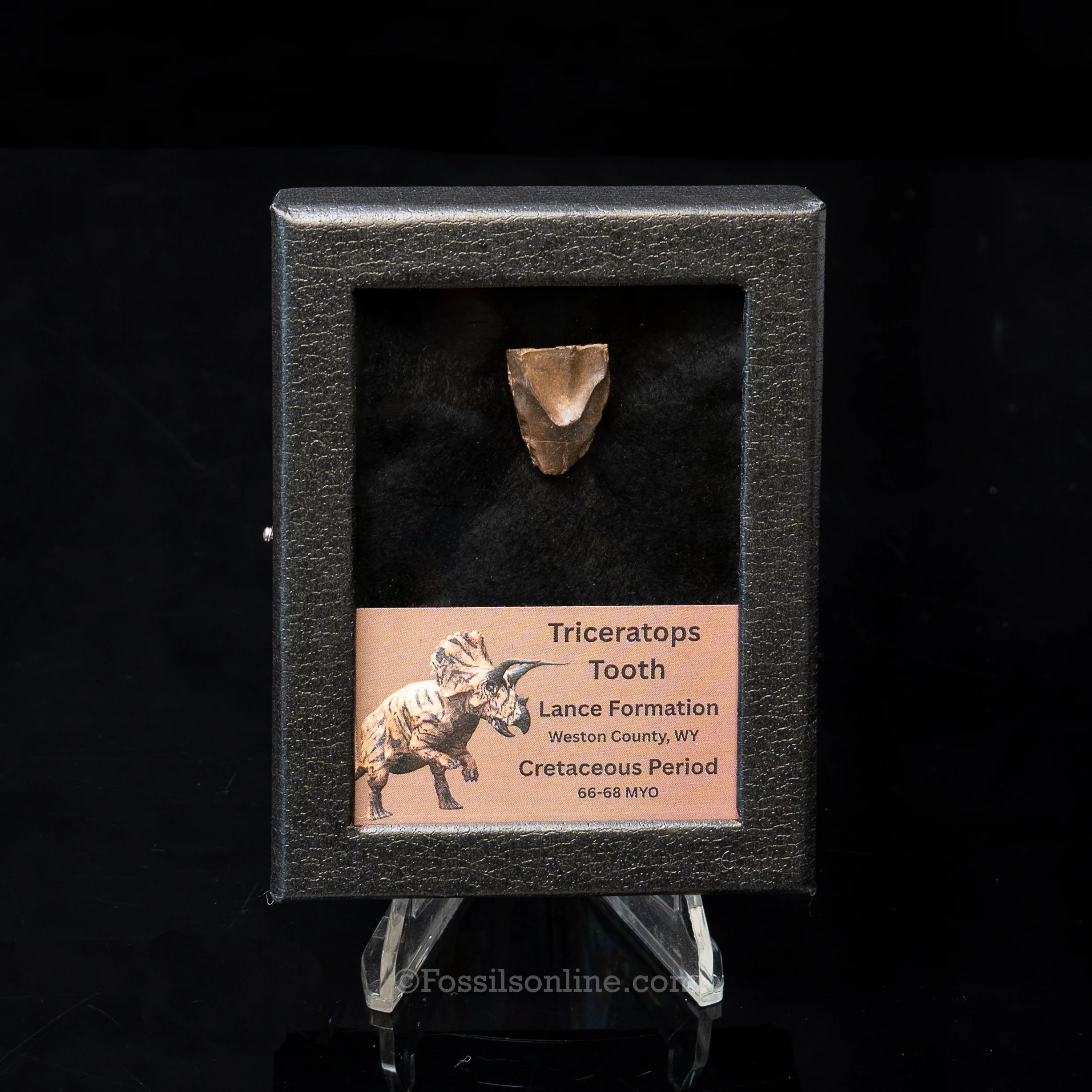 LG Triceratops Tooth in Case Lance FM - Image 6