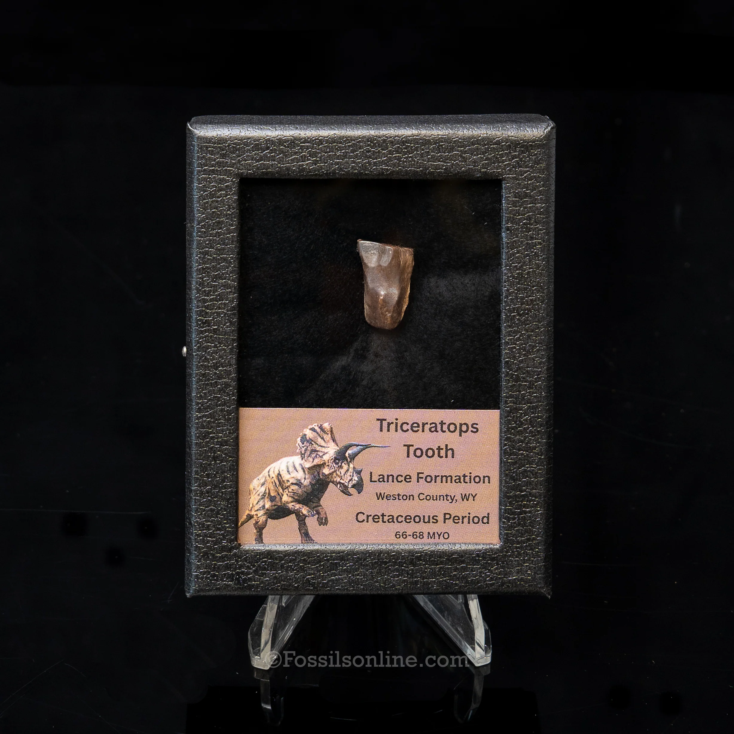LG Triceratops Tooth in Case Lance FM - Image 7