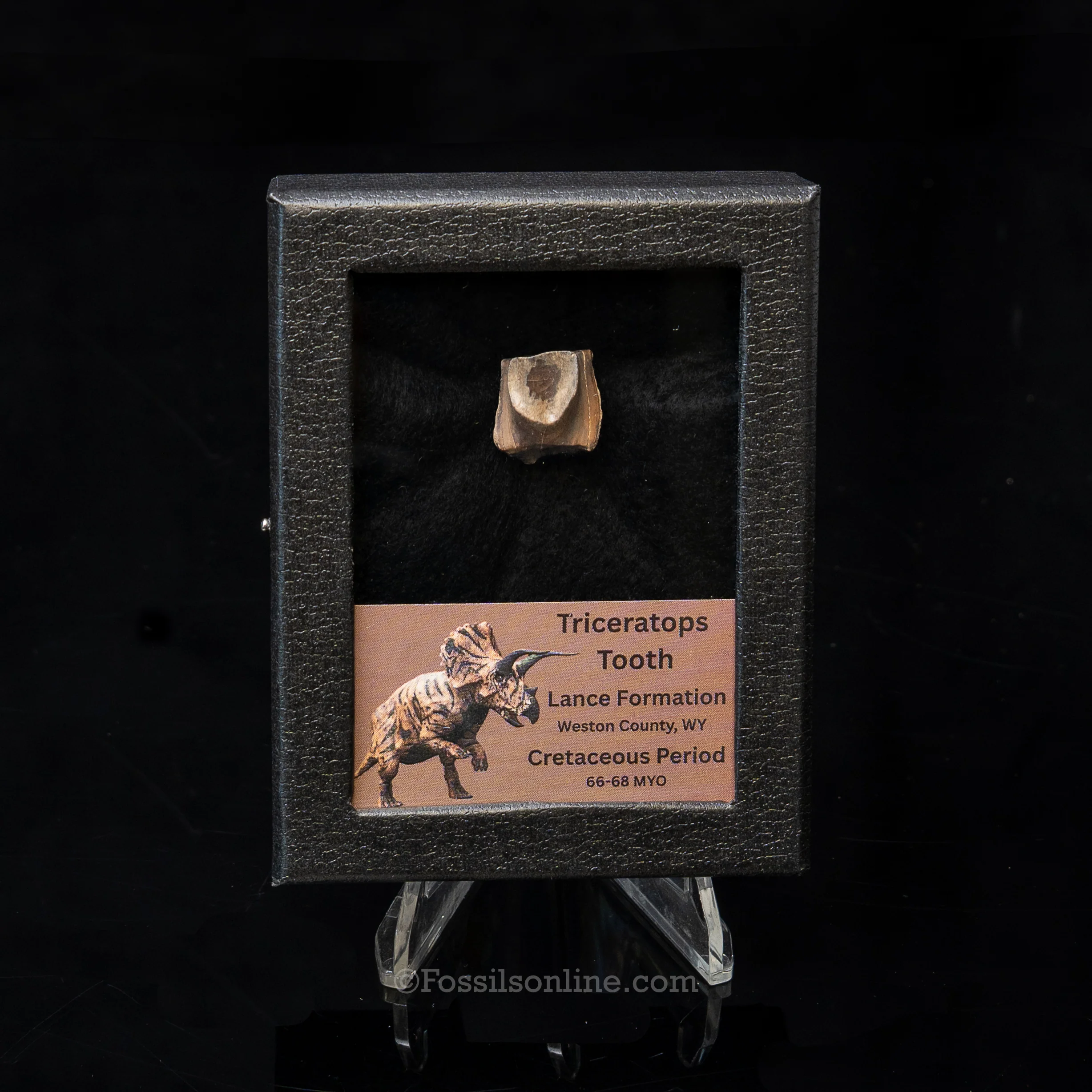 LG Triceratops Tooth in Case Lance FM - Image 8