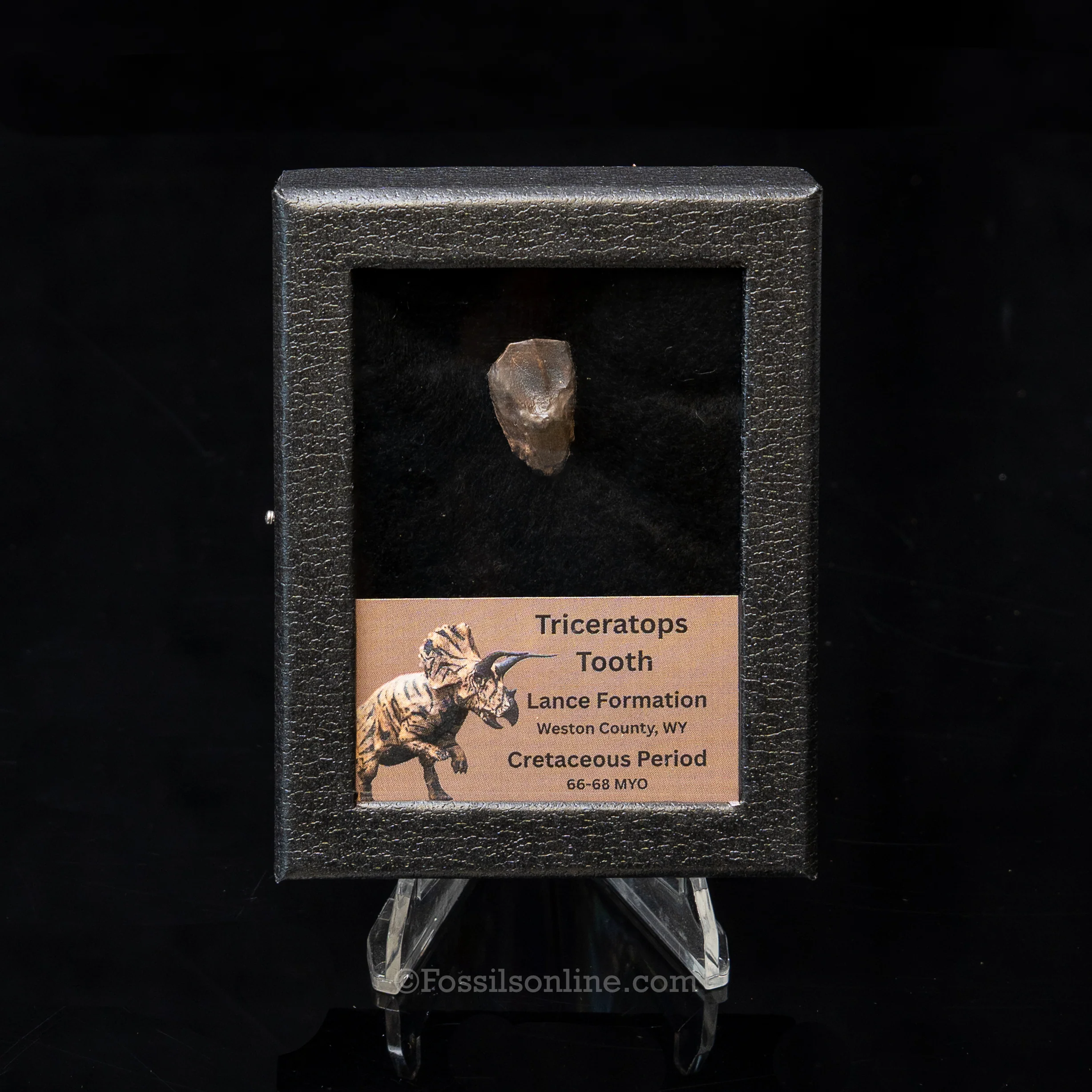LG Triceratops Tooth in Case Lance FM - Image 9