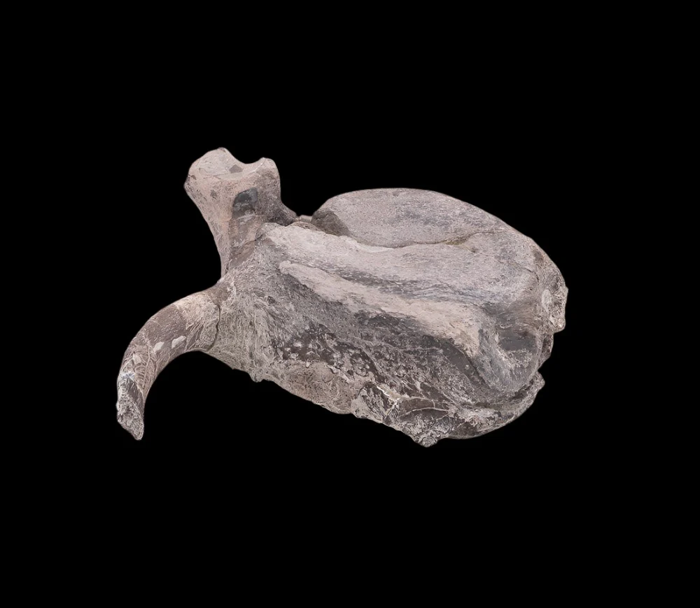 Maiasaura Dinosaur Vertebra Two Medicine Formation - Image 3