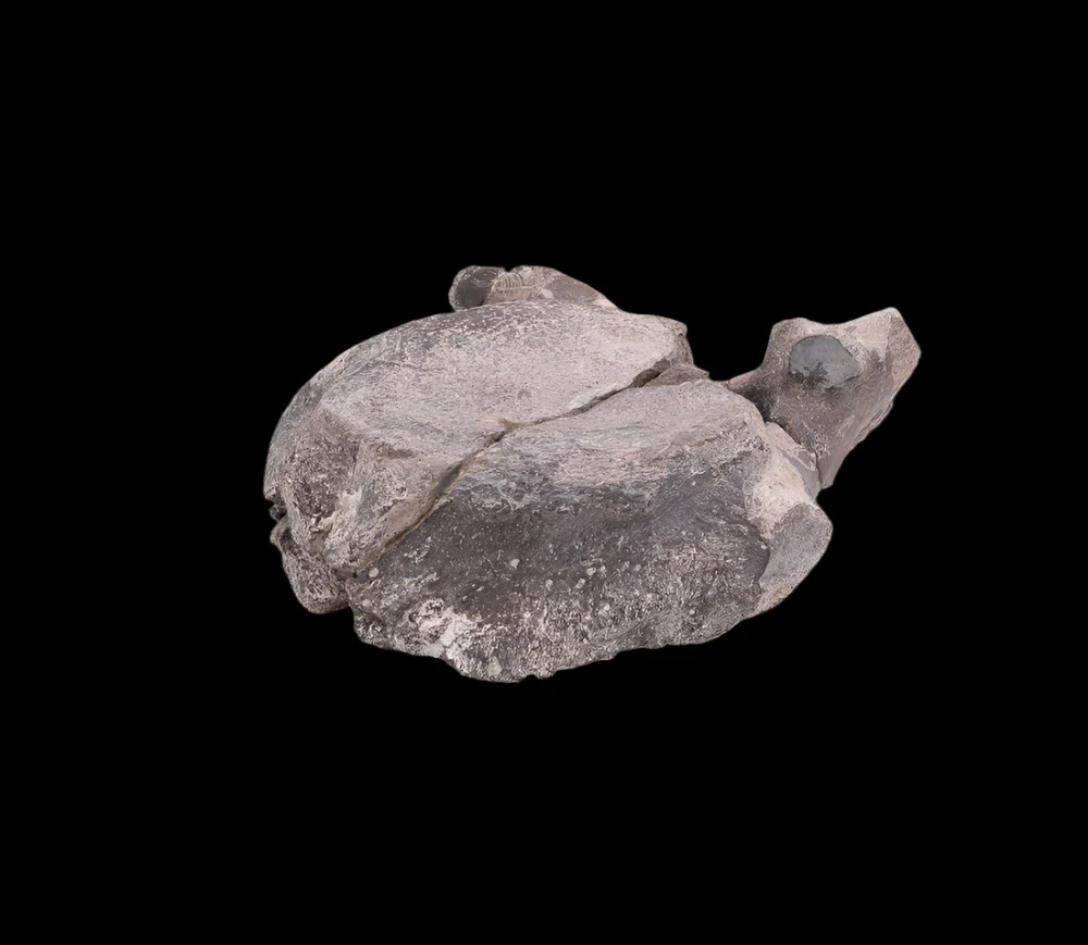 Maiasaura Dinosaur Vertebra Two Medicine Formation - Image 4