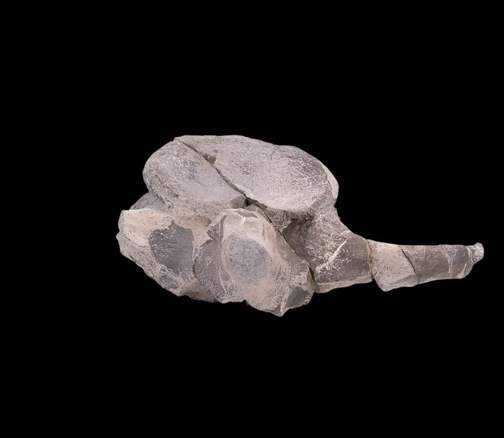 Maiasaura Dinosaur Vertebra Two Medicine Formation - Image 5