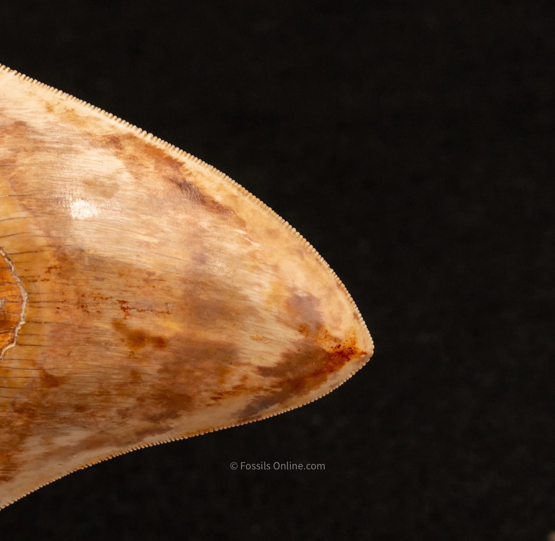 Megalodon Tooth from Indonesia 4.64" - Image 3