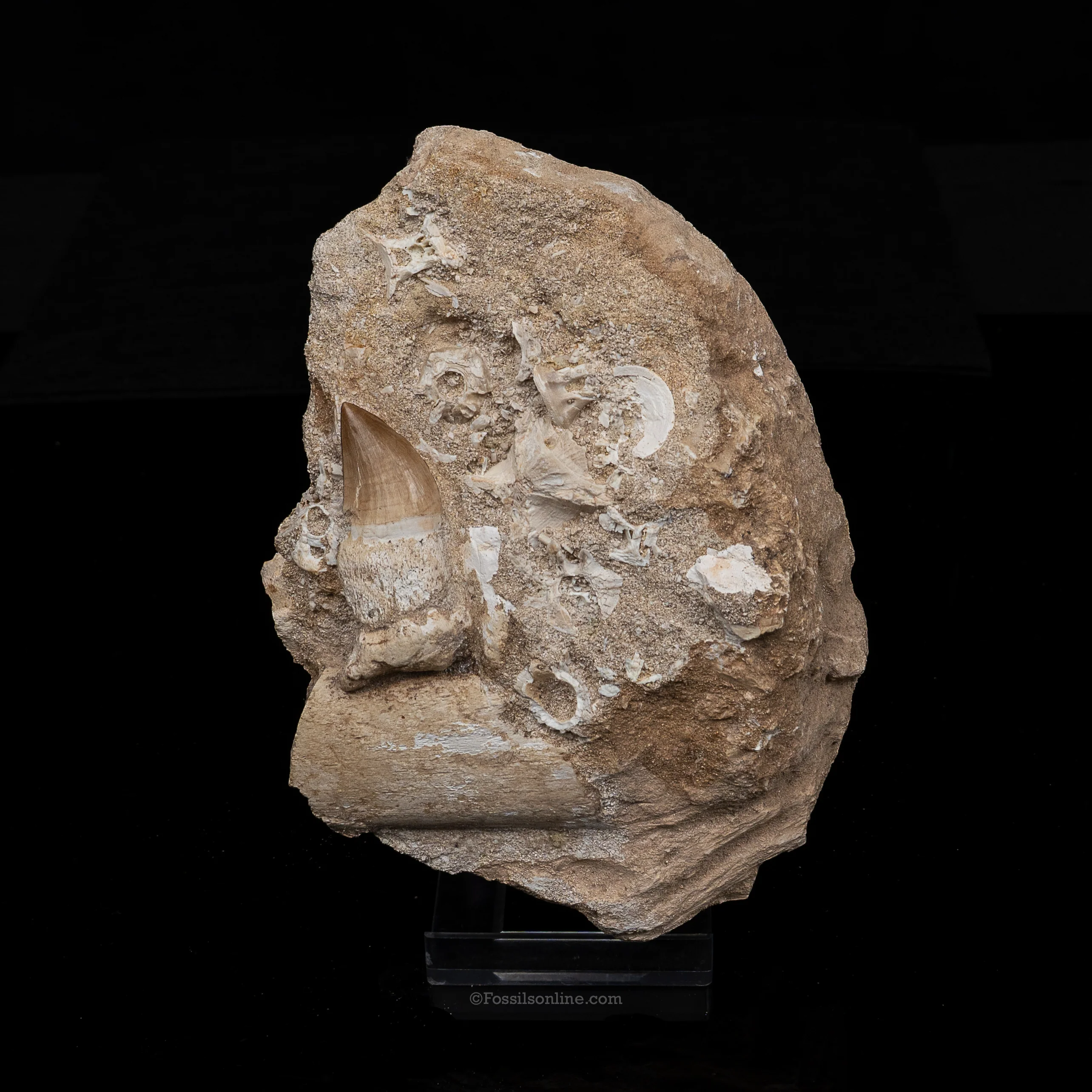 Mosasaur/Marine Reptiles