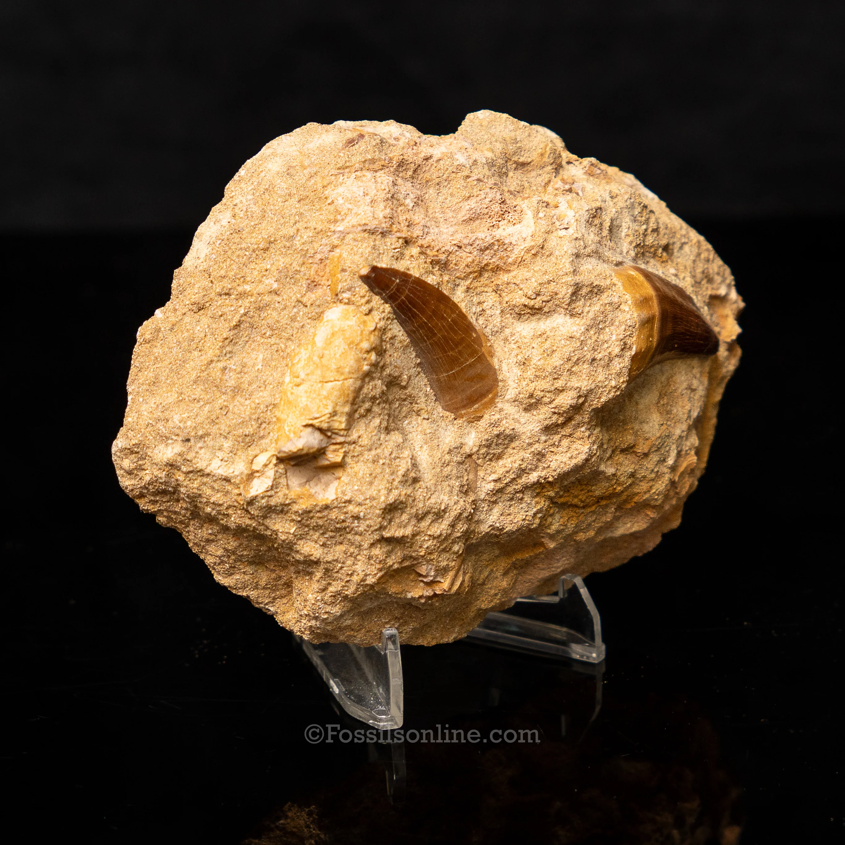 Mosasaur Teeth in Original Matrix 2.10" - Image 3