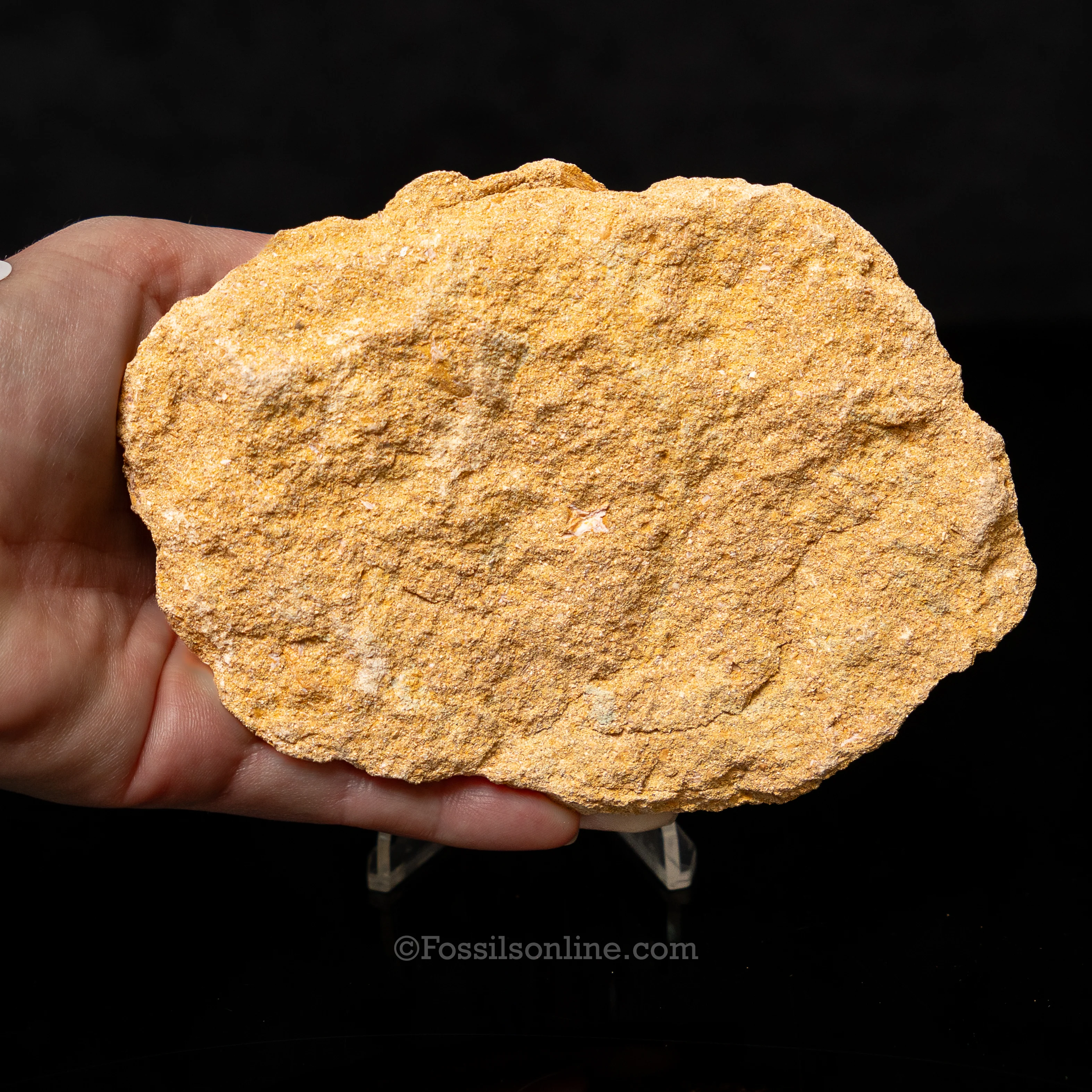 Mosasaur Teeth in Original Matrix 2.10" - Image 4