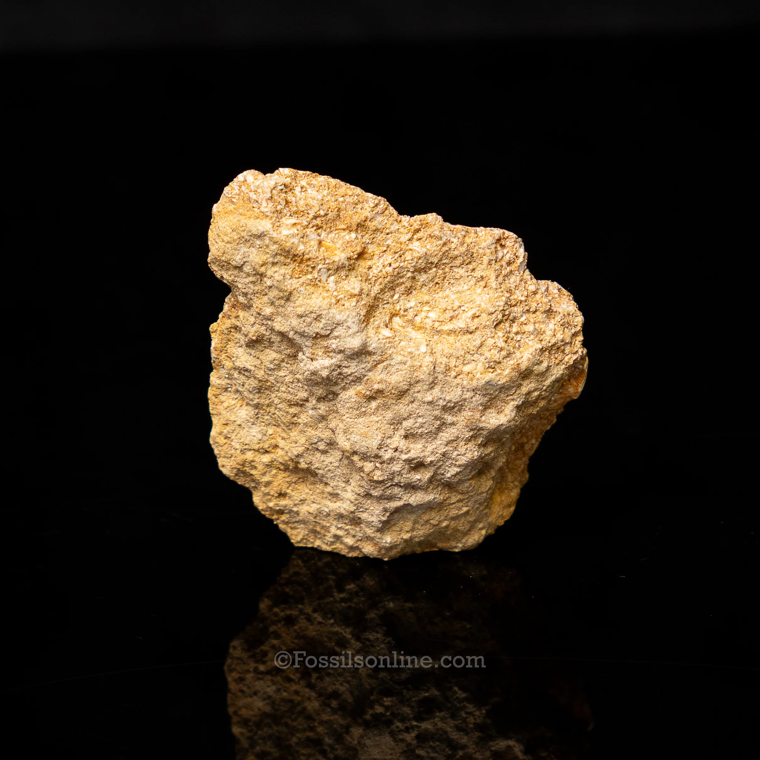 Mosasaur Tooth in Original Matrix 1.93" - Image 3