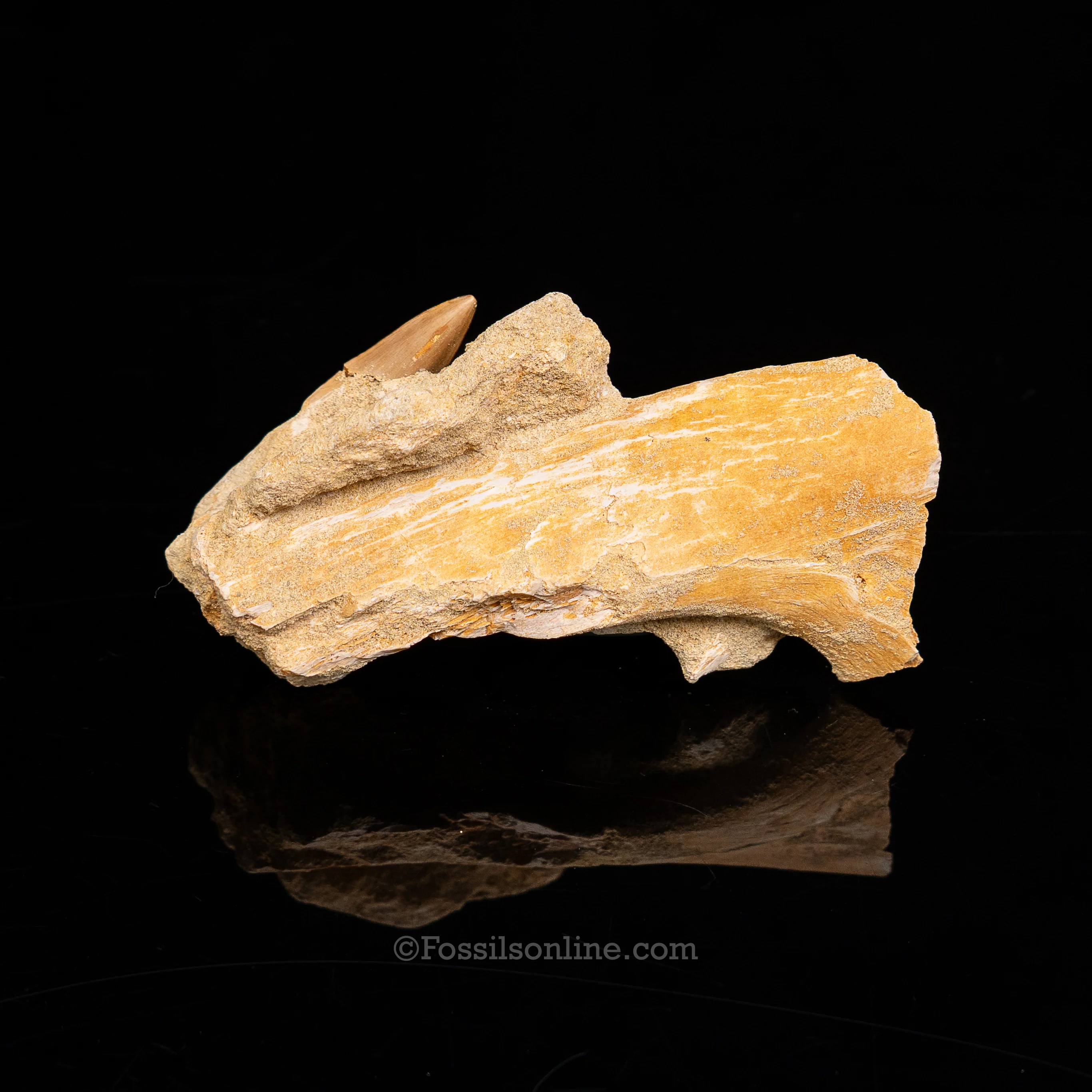 Mosasaurus Jaw in Matrix - Image 4