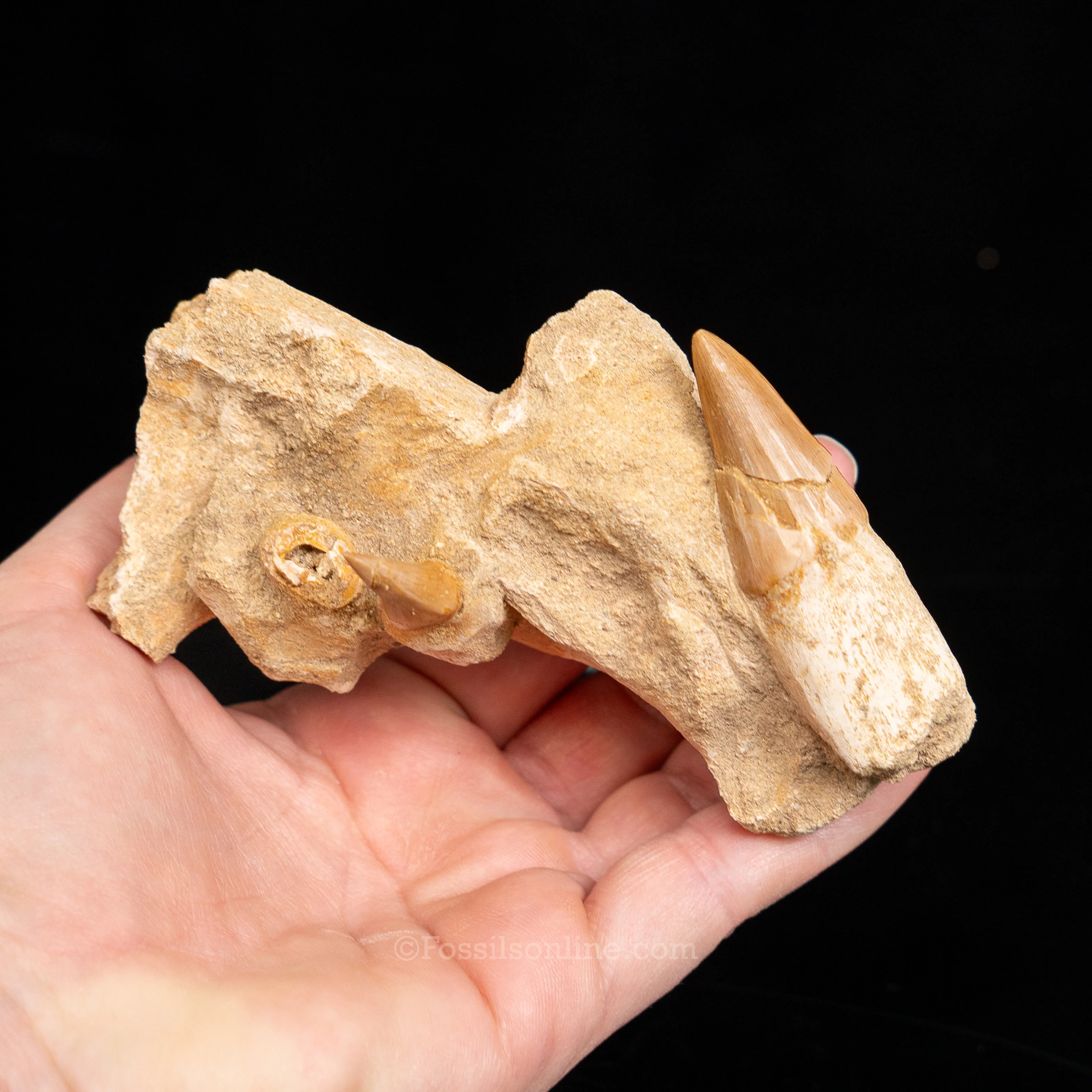 Mosasaurus Jaw in Matrix - Image 5