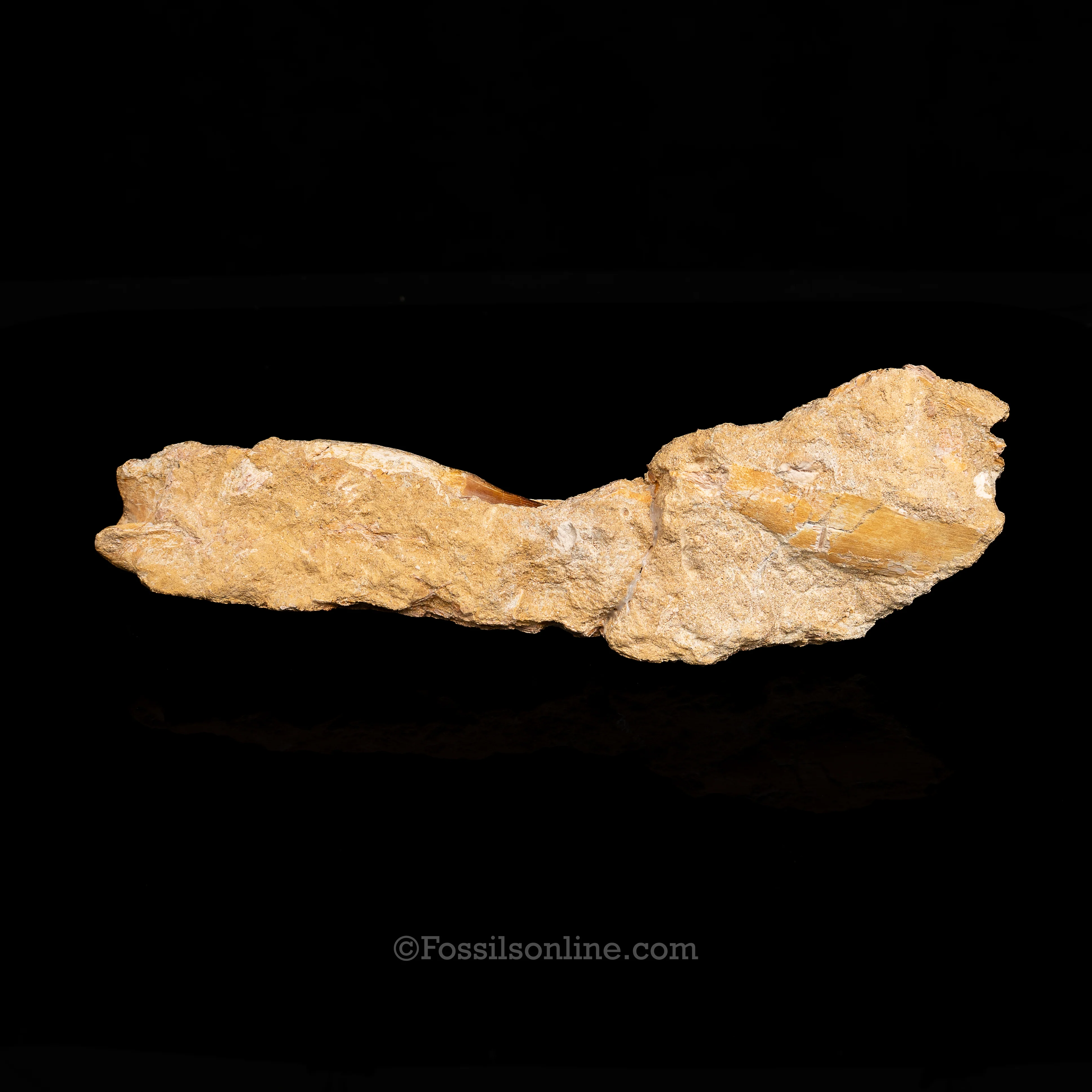 Mosasaur Jaw in Matrix - Image 3
