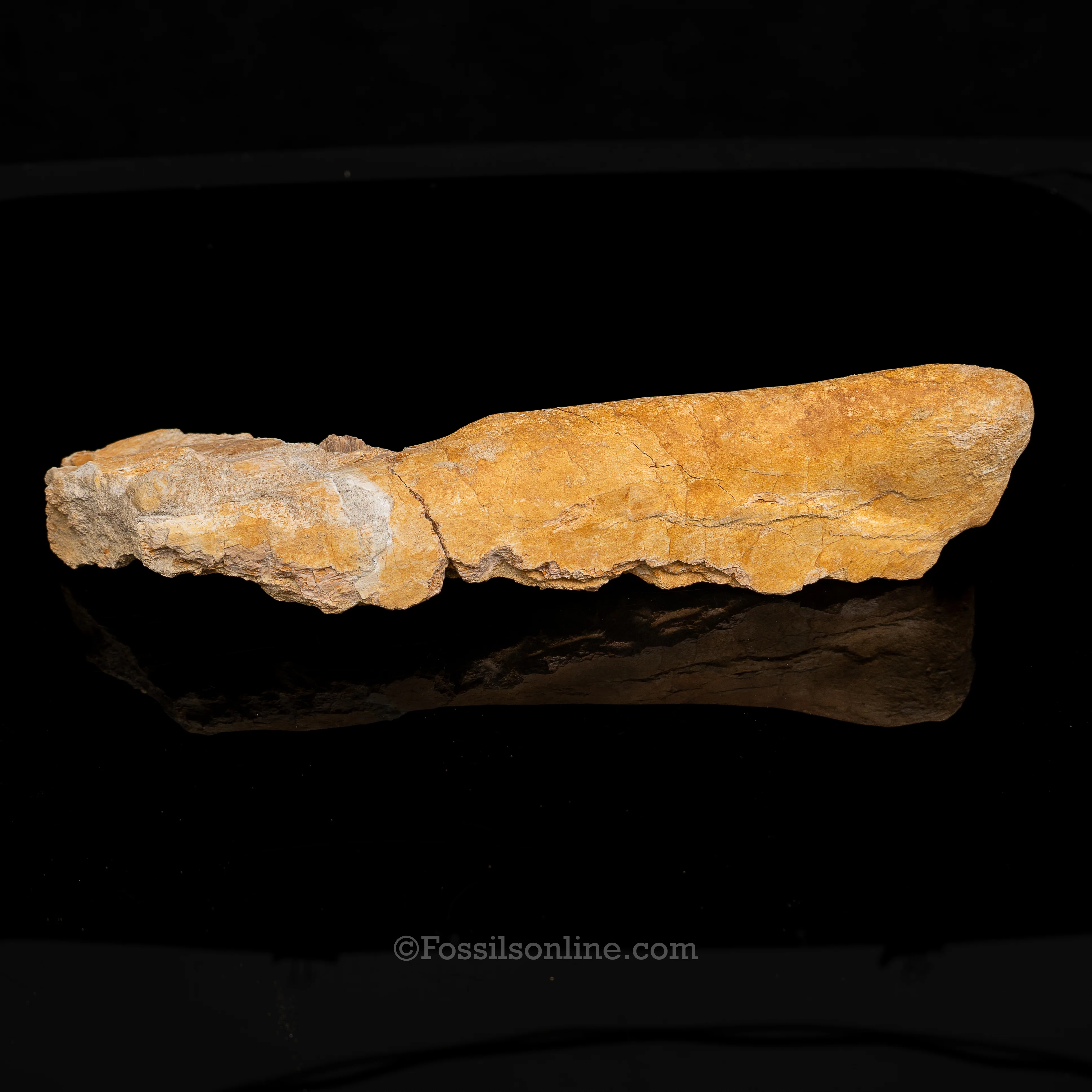 Mosasaur Jaw in Matrix - Image 4