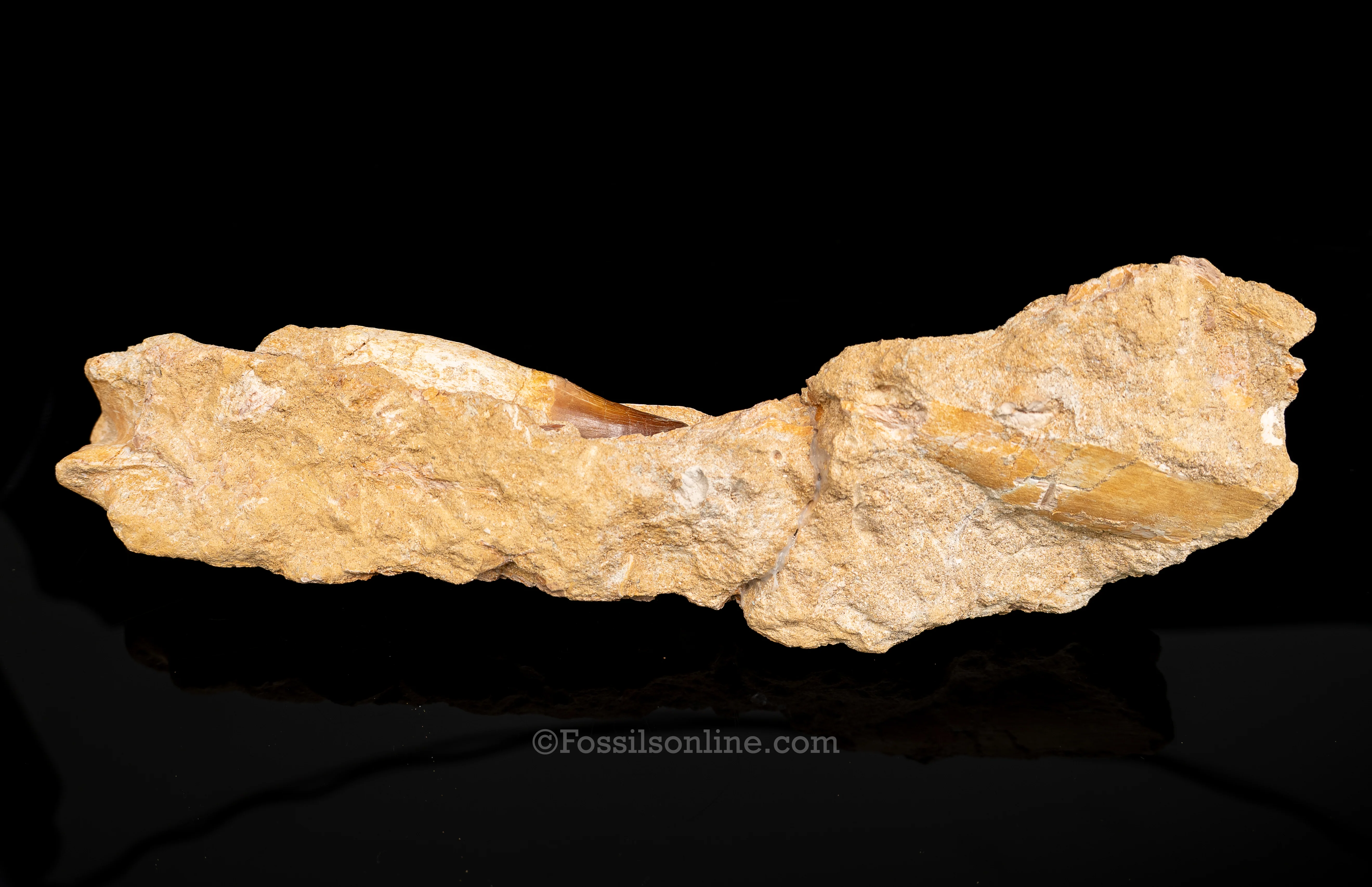 Mosasaur Jaw in Matrix - Image 5