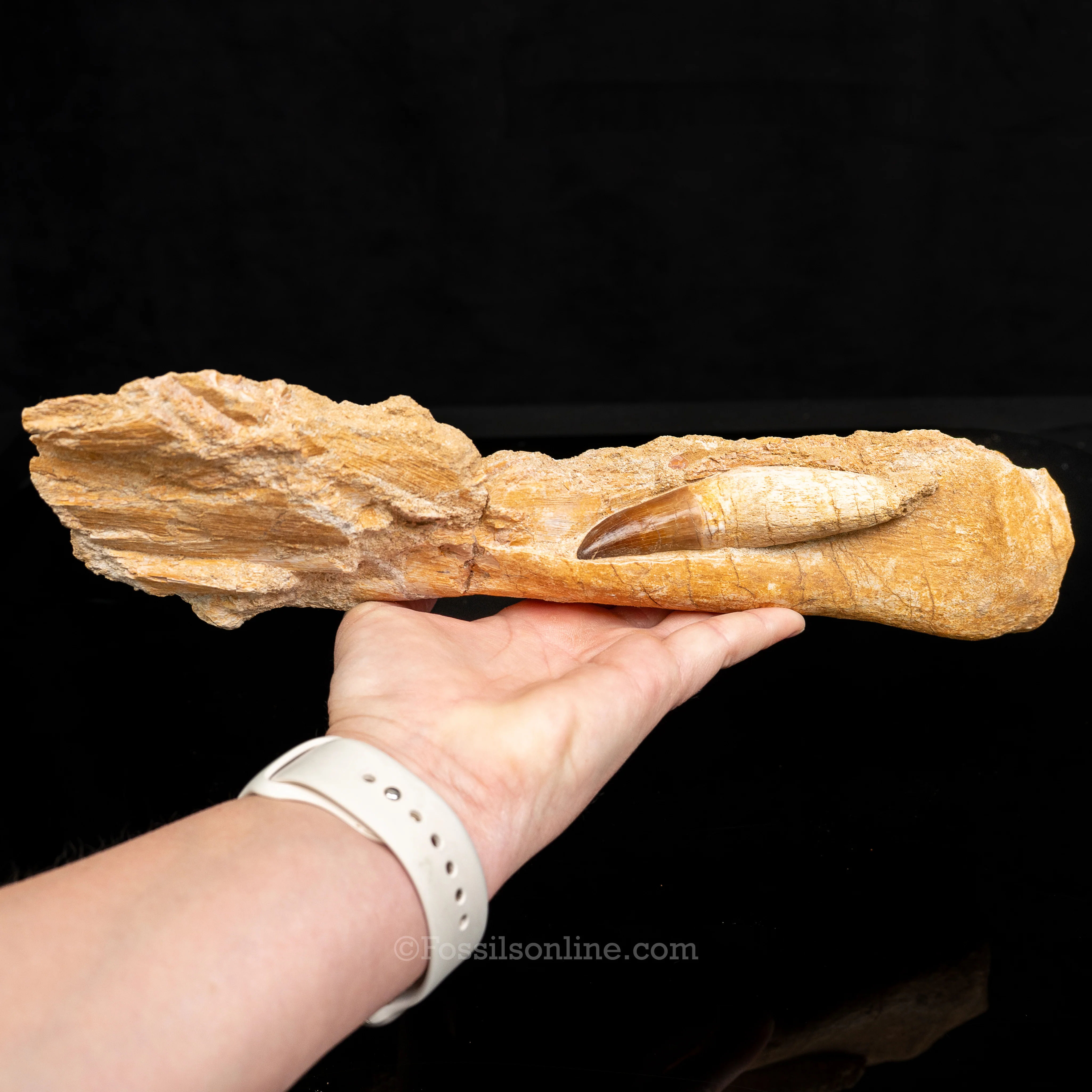Mosasaur Jaw in Matrix - Image 6