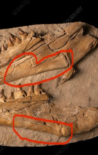 Mosasaur Jaw in Matrix - Image 7