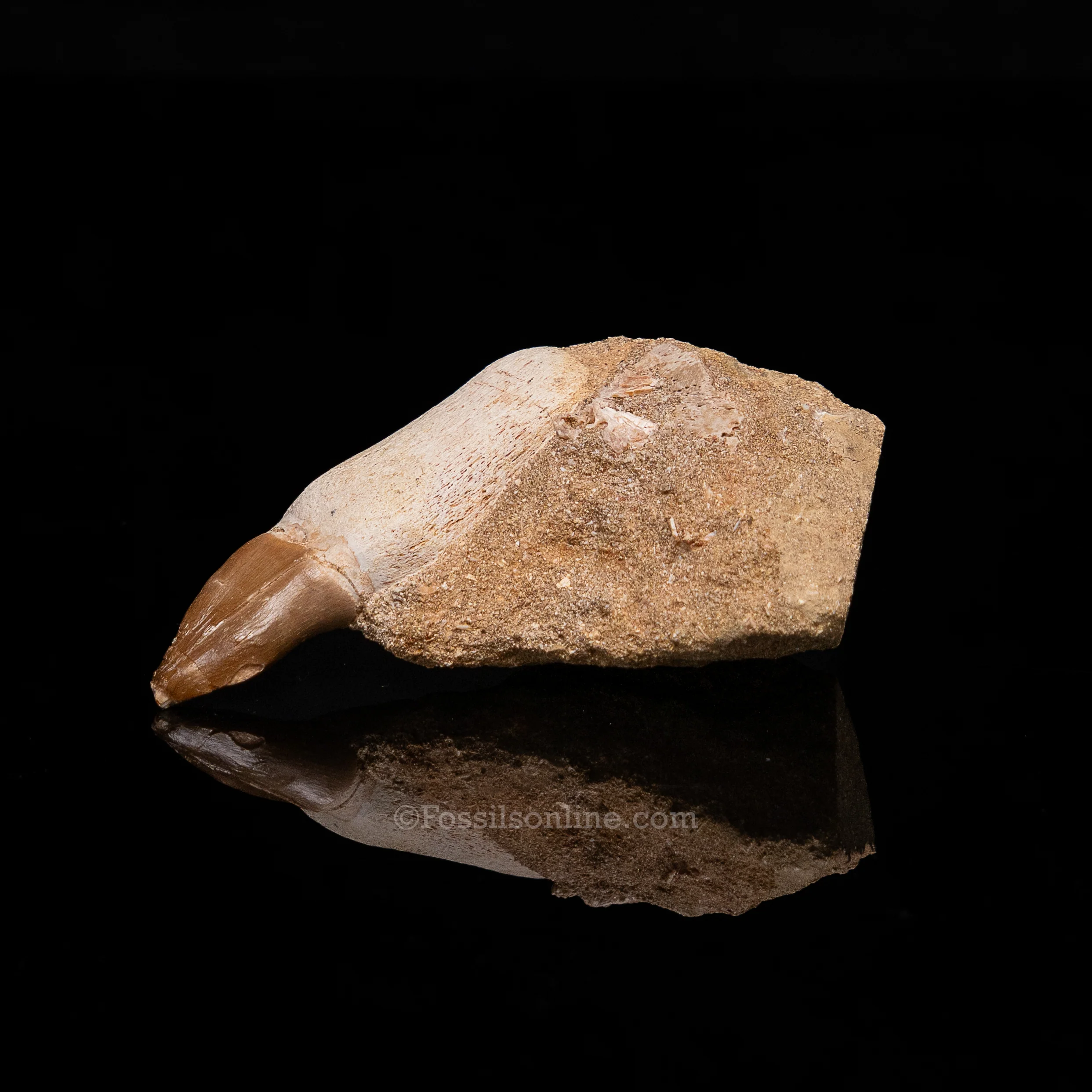 Mosasaurus Tooth in Matrix - Image 3