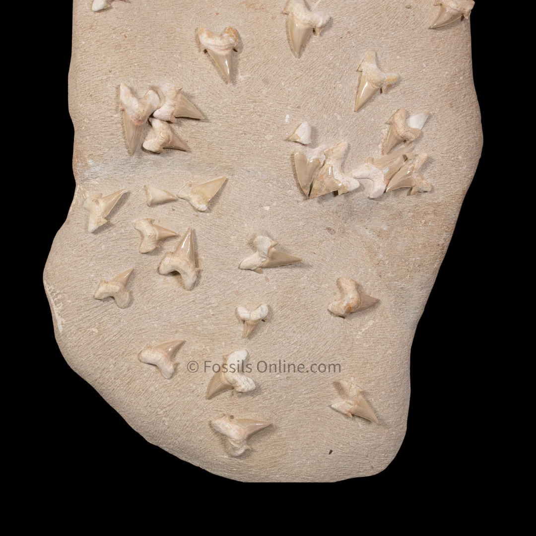 Otodus  Cluster  in Original Matrix - Image 3