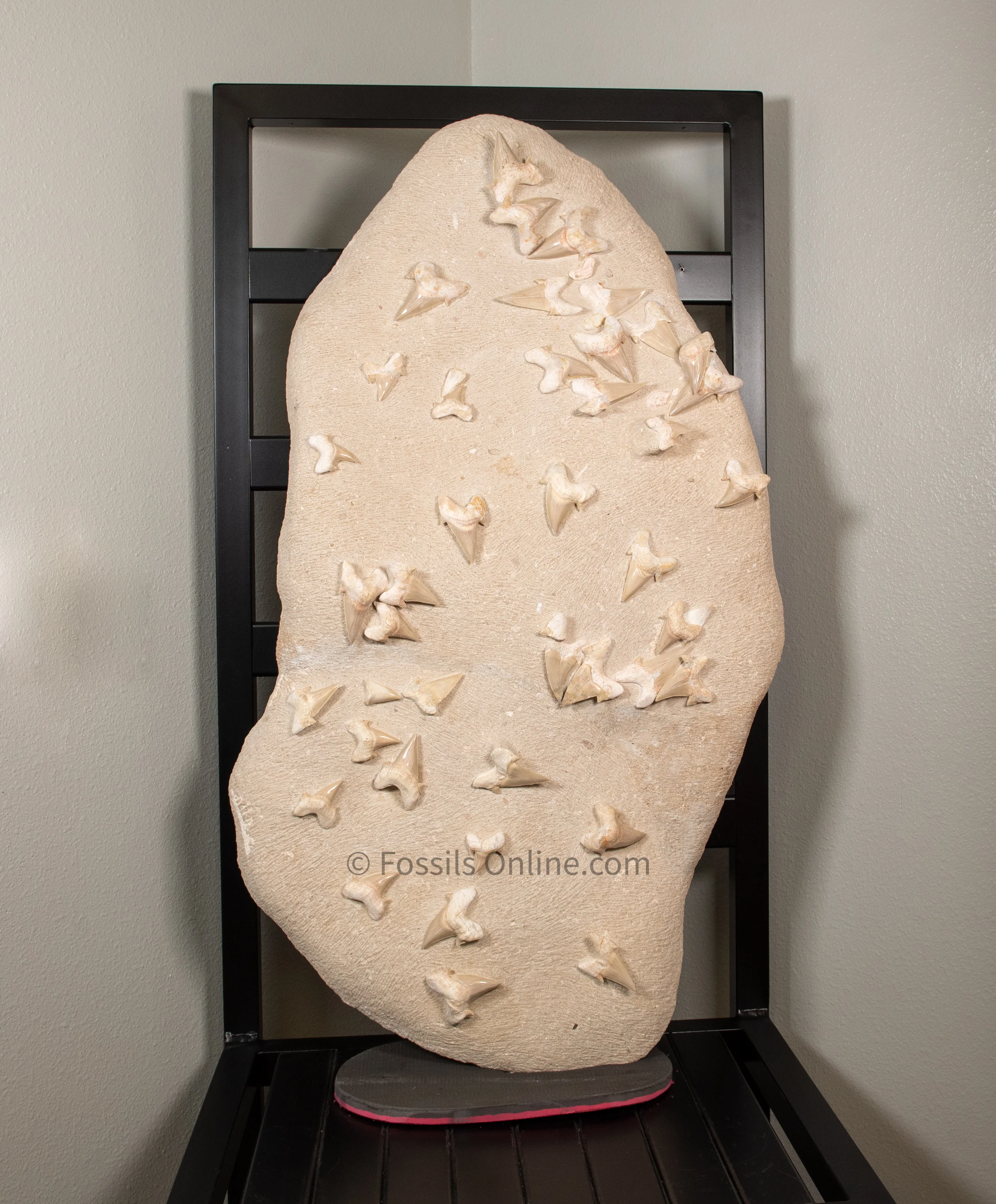 Otodus  Cluster  in Original Matrix - Image 4