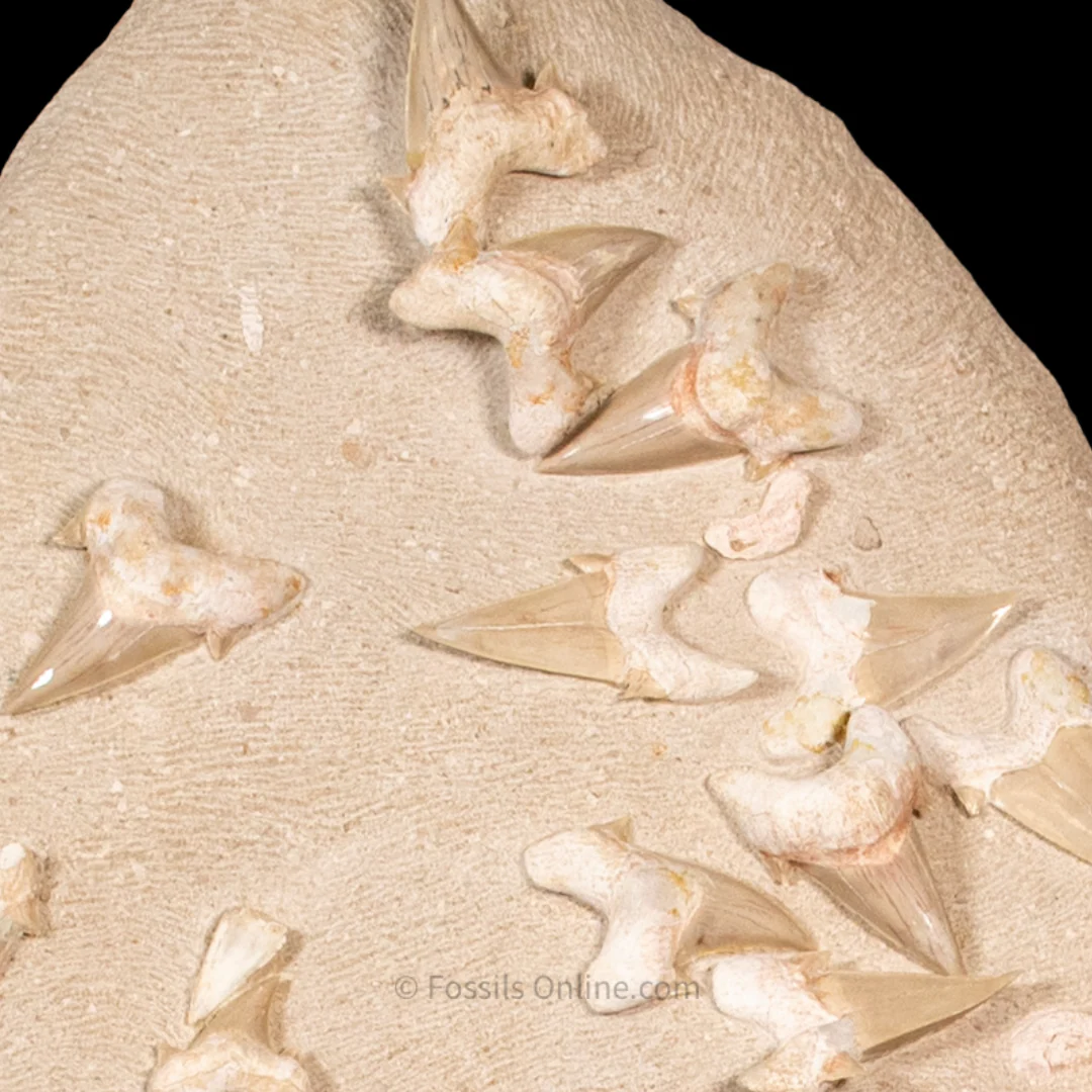 Otodus  Cluster  in Original Matrix - Image 6