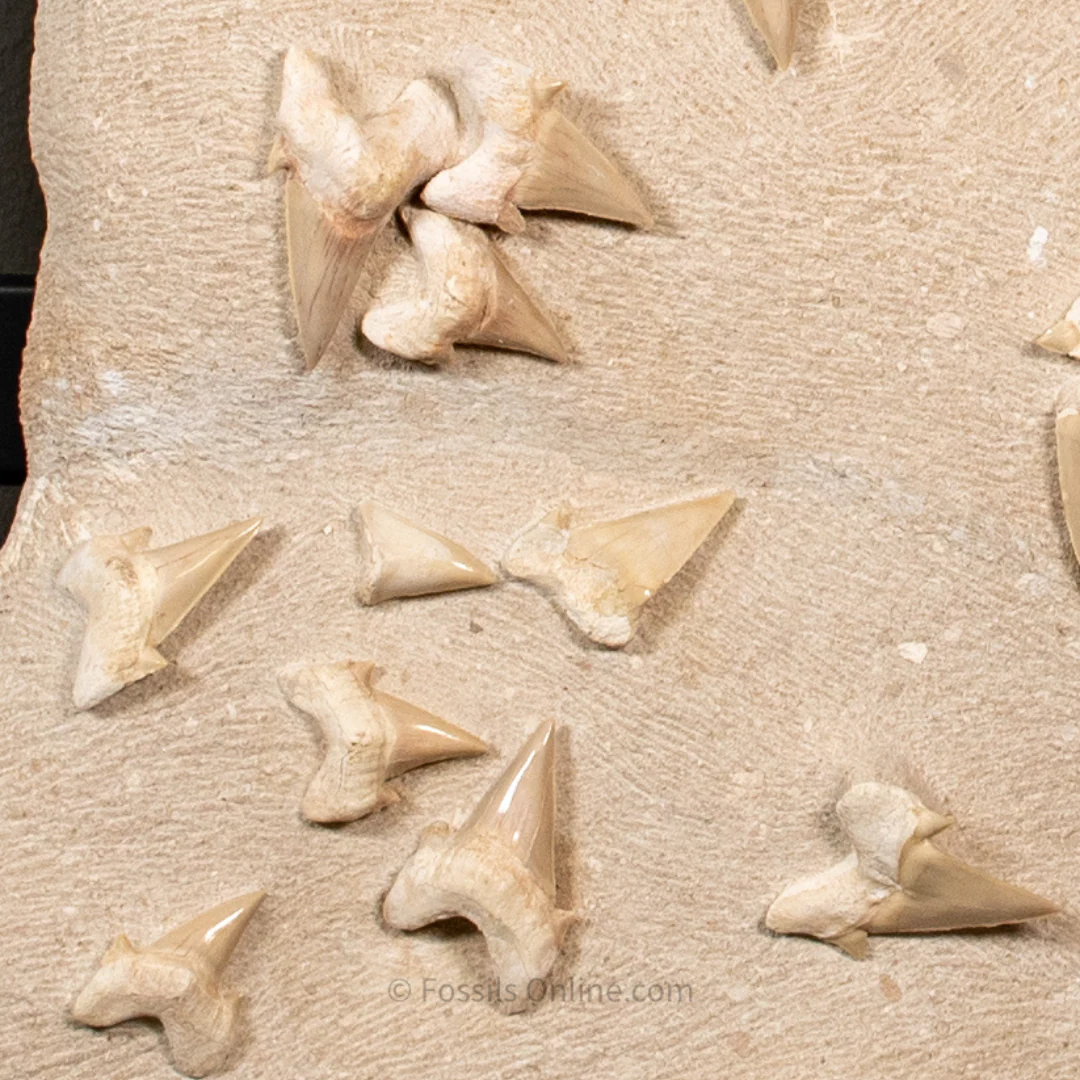 Otodus  Cluster  in Original Matrix - Image 7