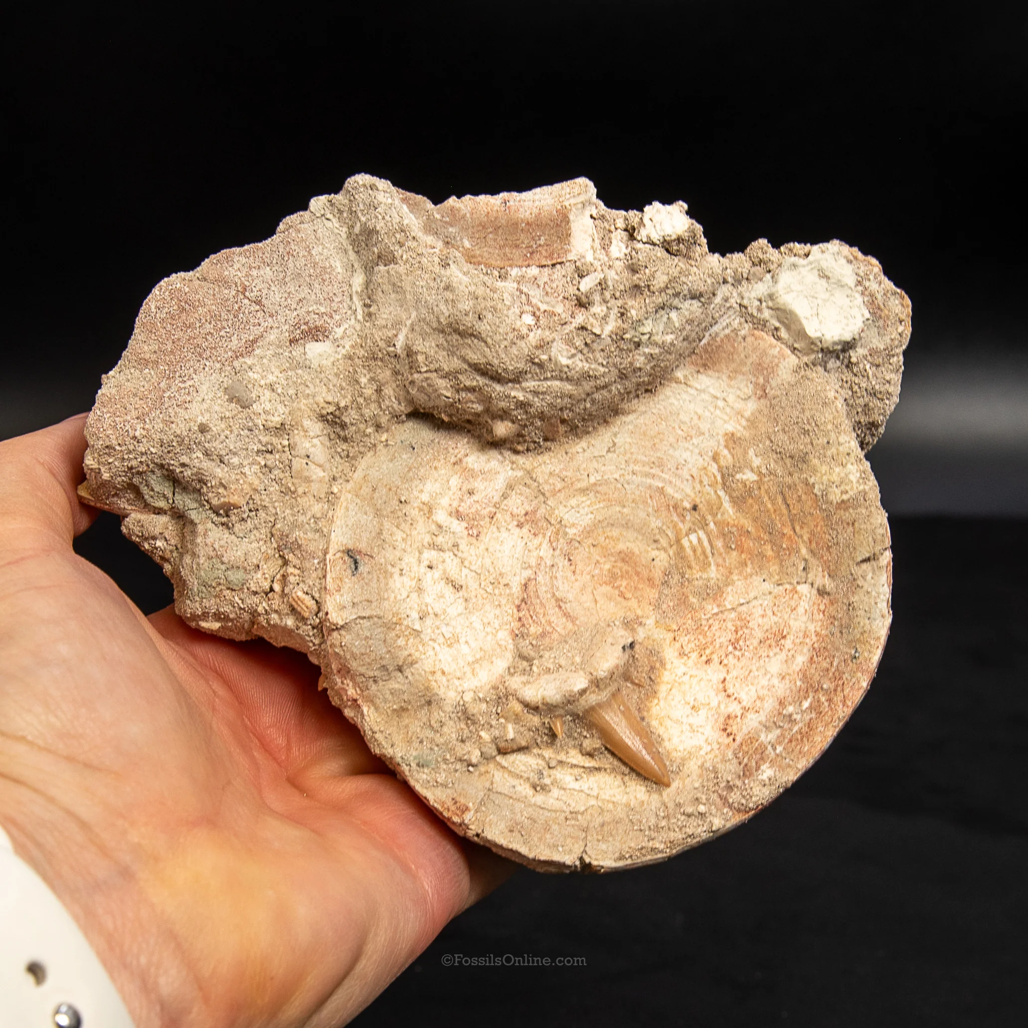 Otodus Vertebra in Original Matrix - Image 3