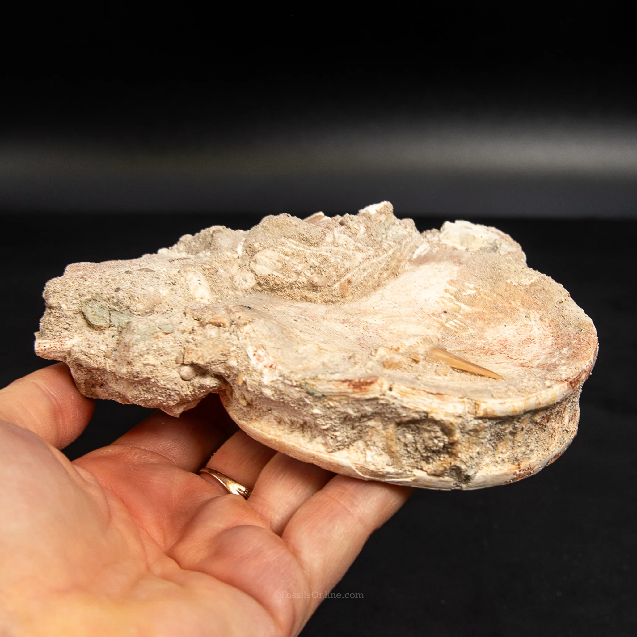 Otodus Vertebra in Original Matrix - Image 4